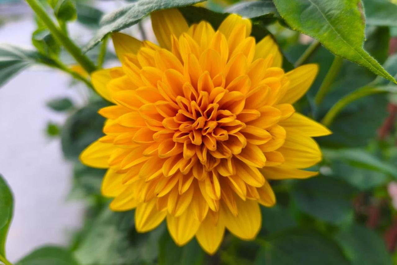 【ガーデニング】暑さの中で元気にたくさん咲く！多年草のヒマワリの仲間［6選］（画像7）