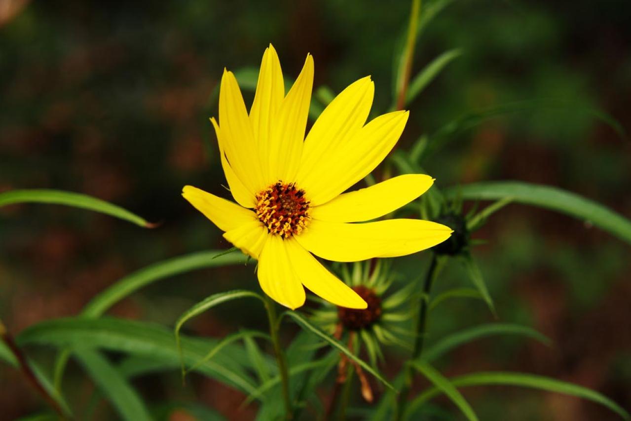 【ガーデニング】暑さの中で元気にたくさん咲く！多年草のヒマワリの仲間［6選］（画像4）