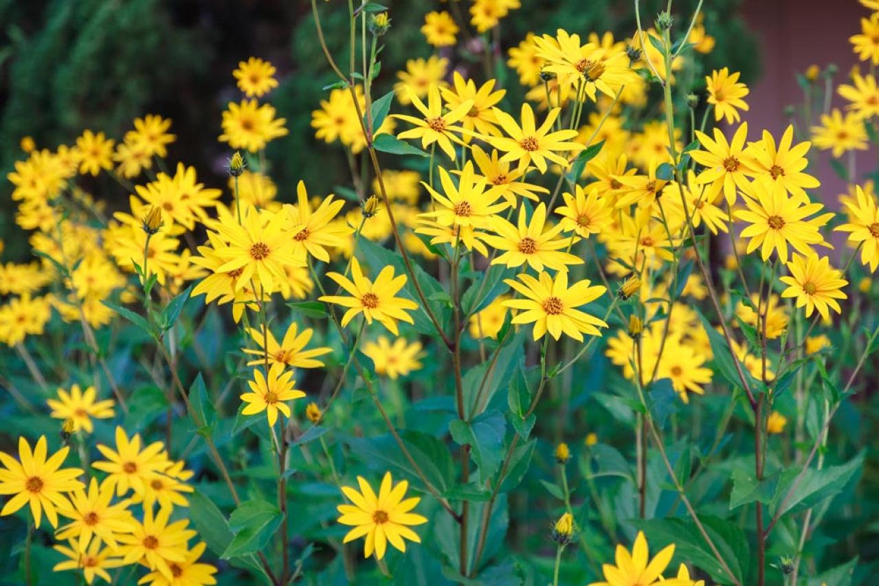 【ガーデニング】暑さの中で元気にたくさん咲く！多年草のヒマワリの仲間［6選］（画像2）