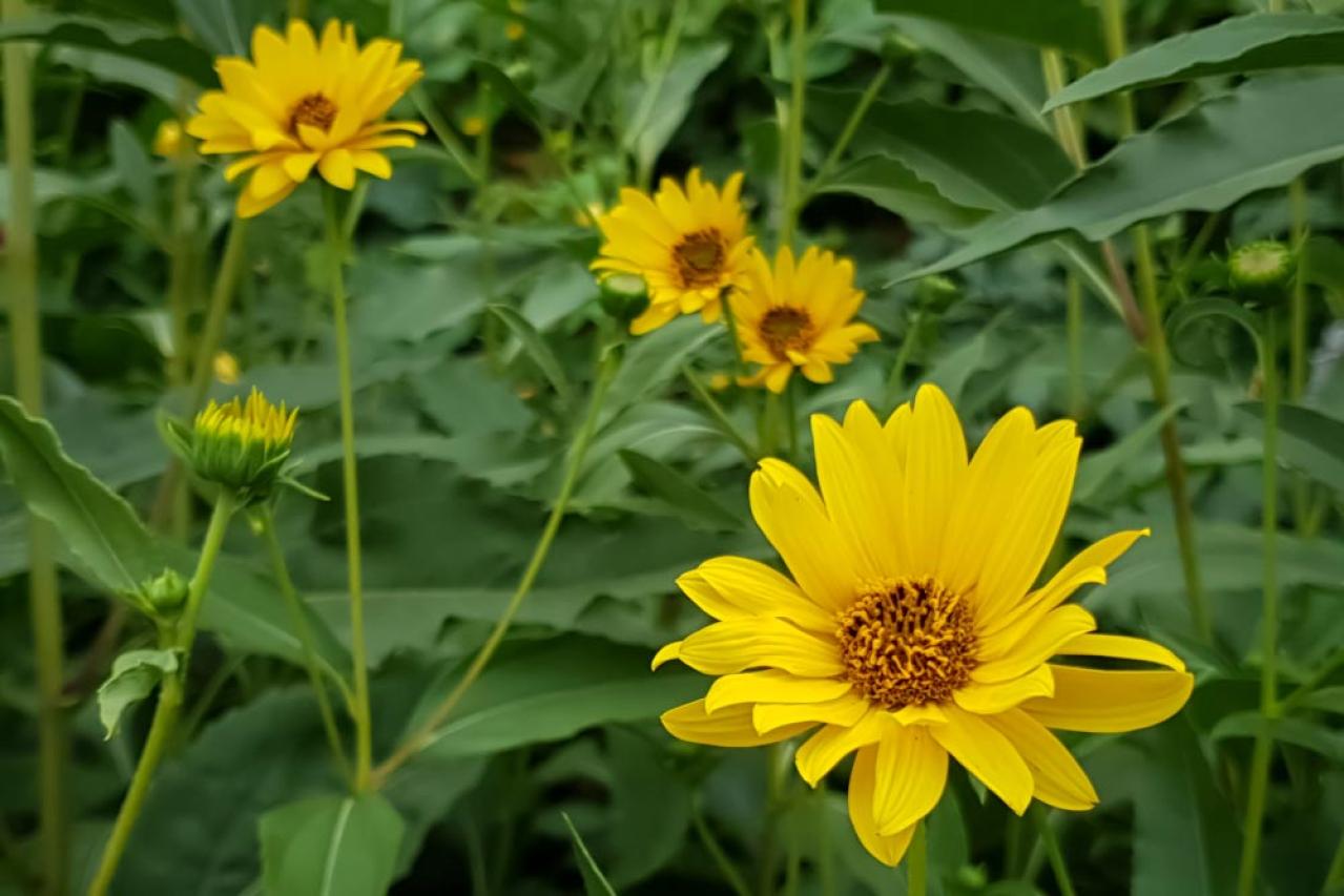 【ガーデニング】暑さの中で元気にたくさん咲く！多年草のヒマワリの仲間［6選］（画像11）