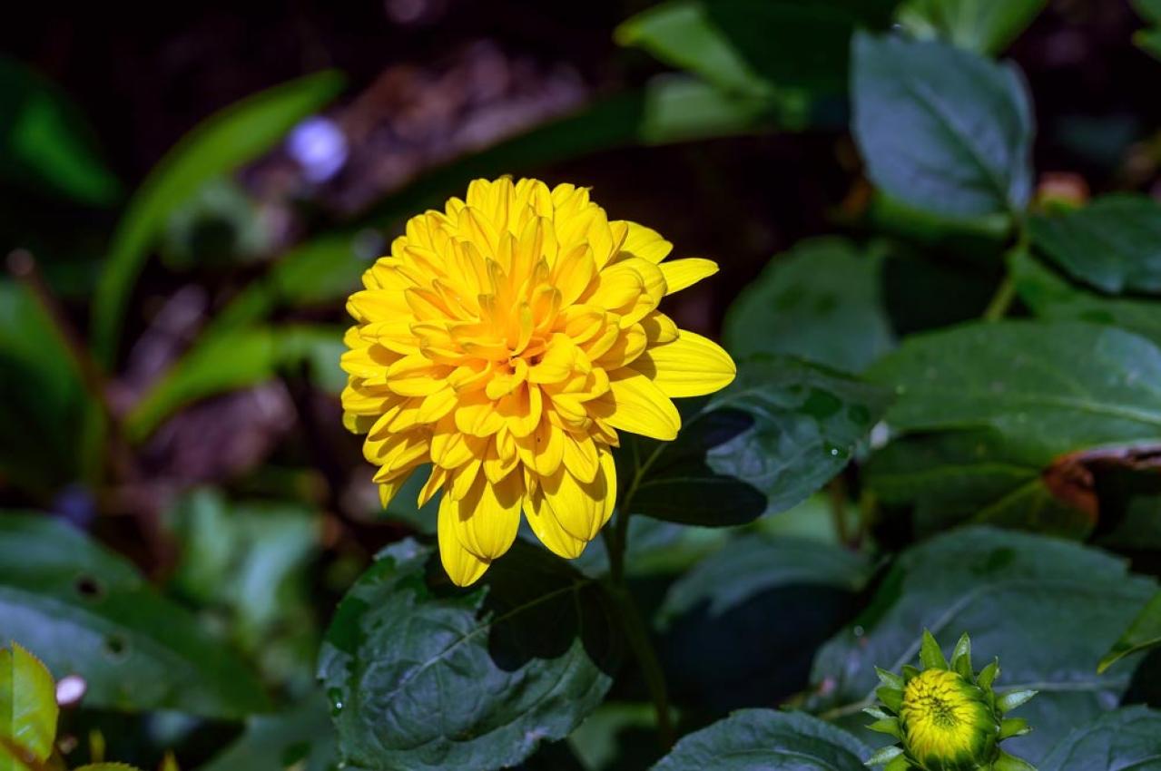 【ガーデニング】暑さの中で元気にたくさん咲く！多年草のヒマワリの仲間［6選］（画像8）