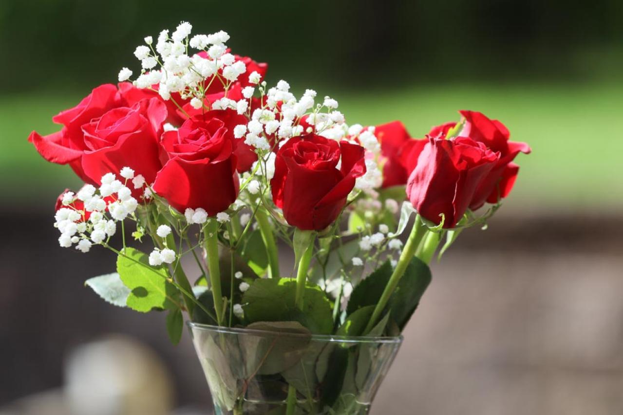 【ガーデニング】高温、豪雨、台風からバラを守る方法！ 摘蕾や元肥で厳しい季節を乗り切ろう（画像4）