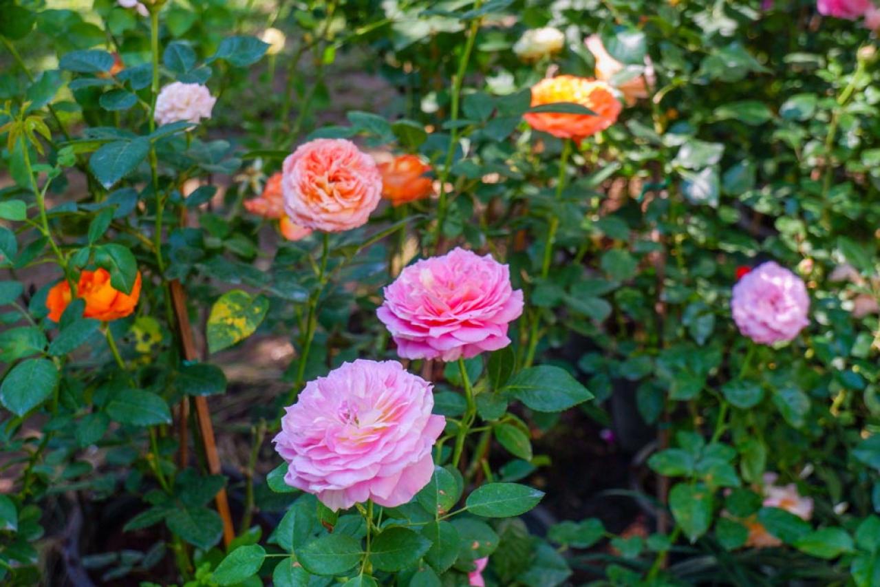 【ガーデニング】高温、豪雨、台風からバラを守る方法！ 摘蕾や元肥で厳しい季節を乗り切ろう（画像5）