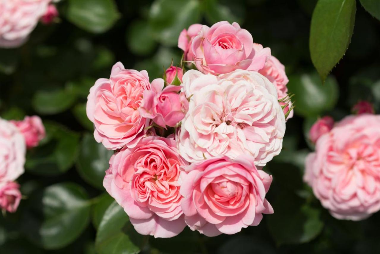 【ガーデニング】高温、豪雨、台風からバラを守る方法！ 摘蕾や元肥で厳しい季節を乗り切ろう（画像6）