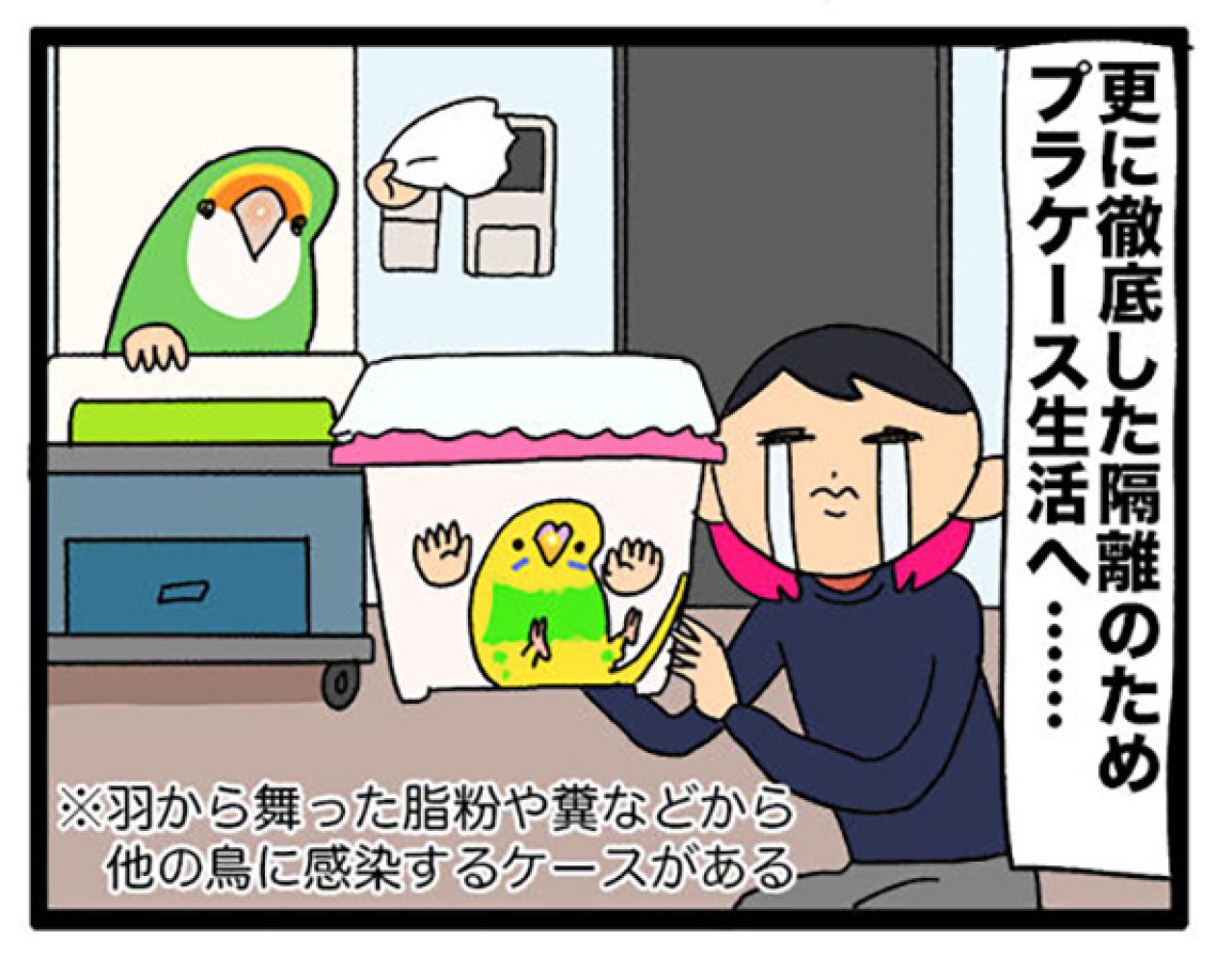 インコの健康診断は重要！PBFD陽性の実体験から学ぶ前向きな治療法【鳥マンガ＃105】（画像10）