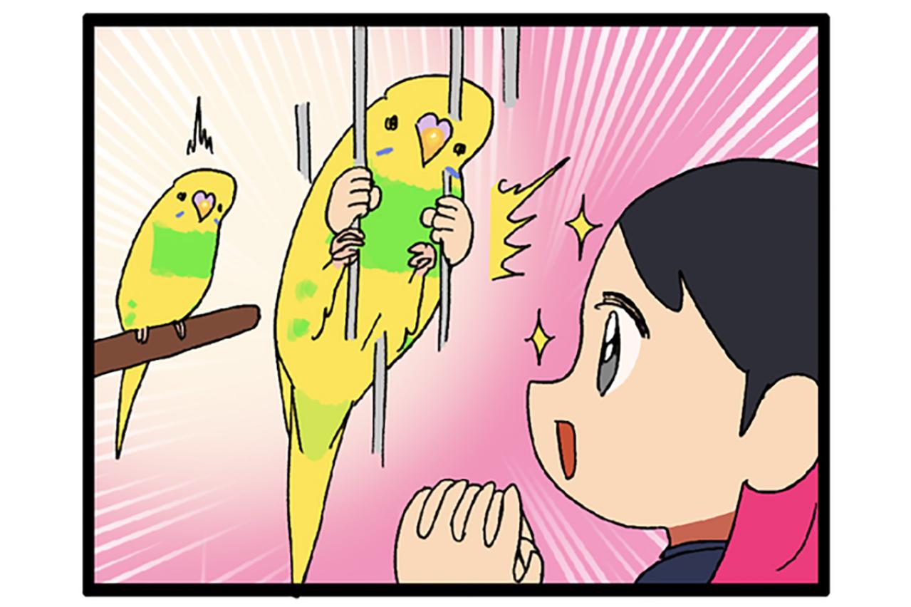 【セキセイインコのカチョ】動物病院で薬を処方してもらうときの名前問題【鳥マンガ＃106】