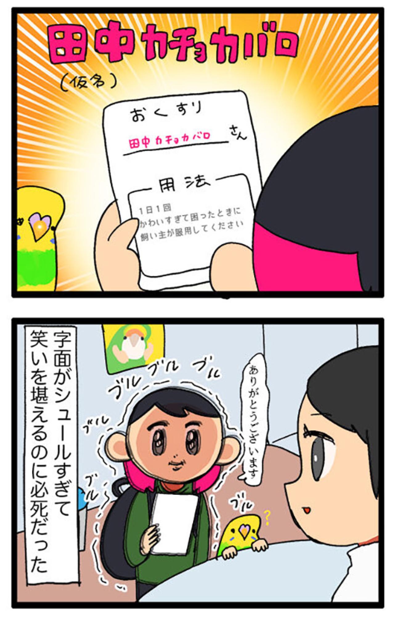 【セキセイインコのカチョ】動物病院で薬を処方してもらうときの名前問題【鳥マンガ＃106】（画像8）