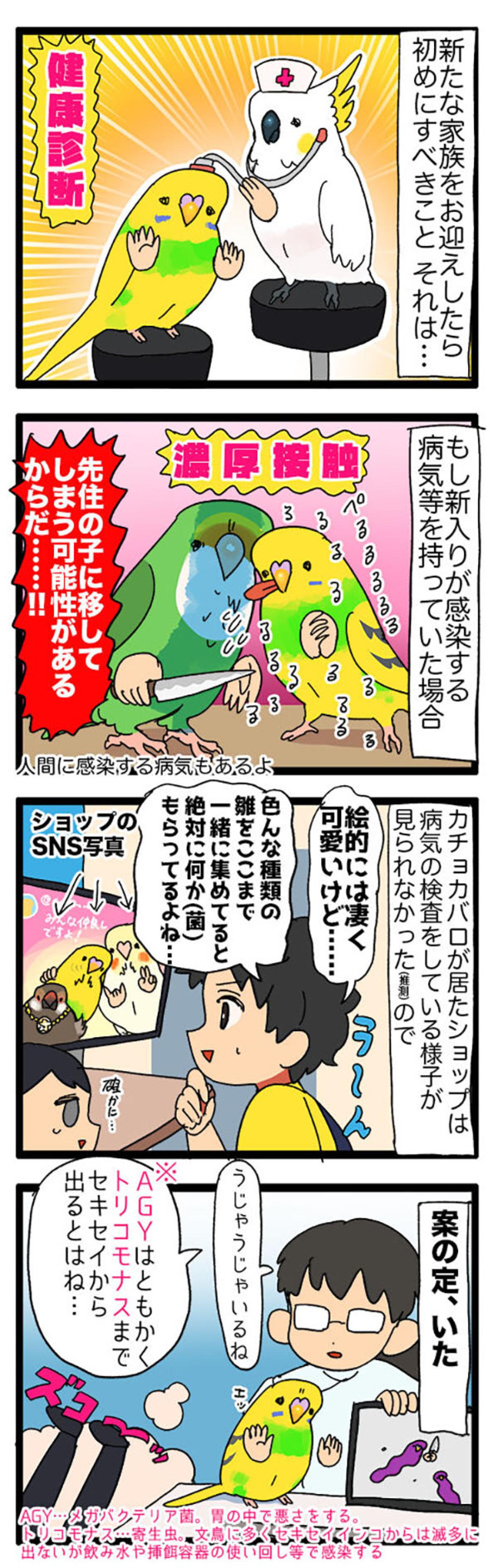 インコの健康診断は重要！PBFD陽性の実体験から学ぶ前向きな治療法【鳥マンガ＃105】（画像4）