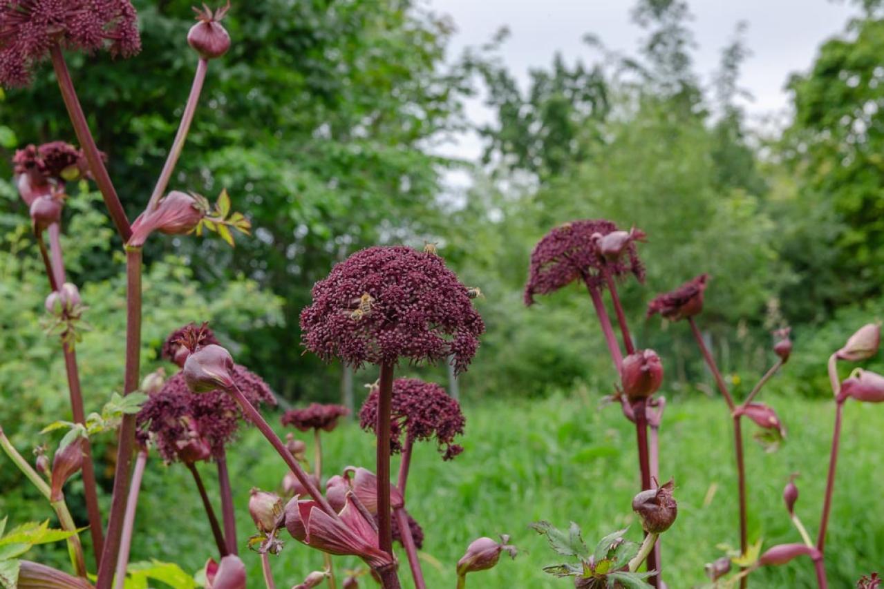 【ガーデニング】夏空に映える大型の宿根草［8選］初心者にもおすすめ！（画像8）