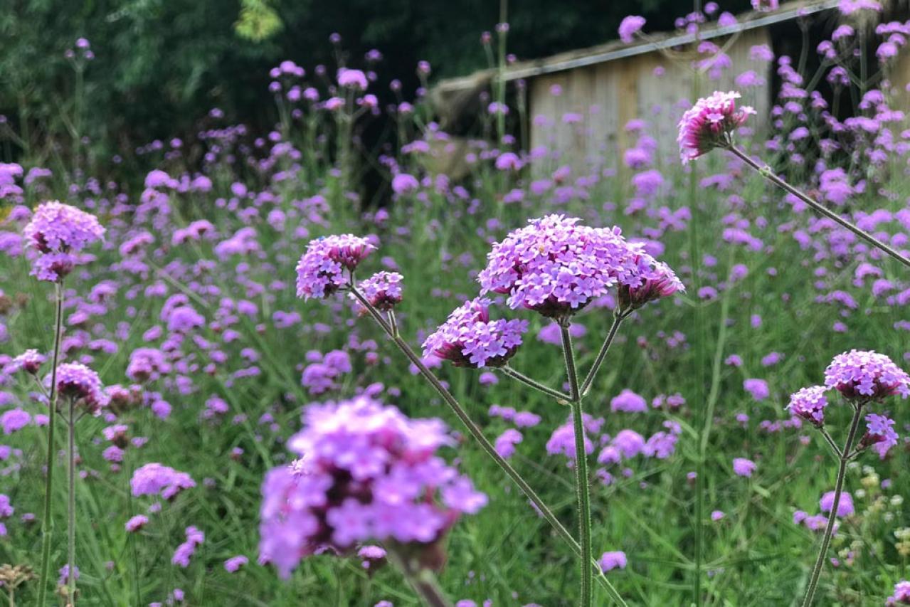 【ガーデニング】夏空に映える大型の宿根草［8選］初心者にもおすすめ！（画像6）