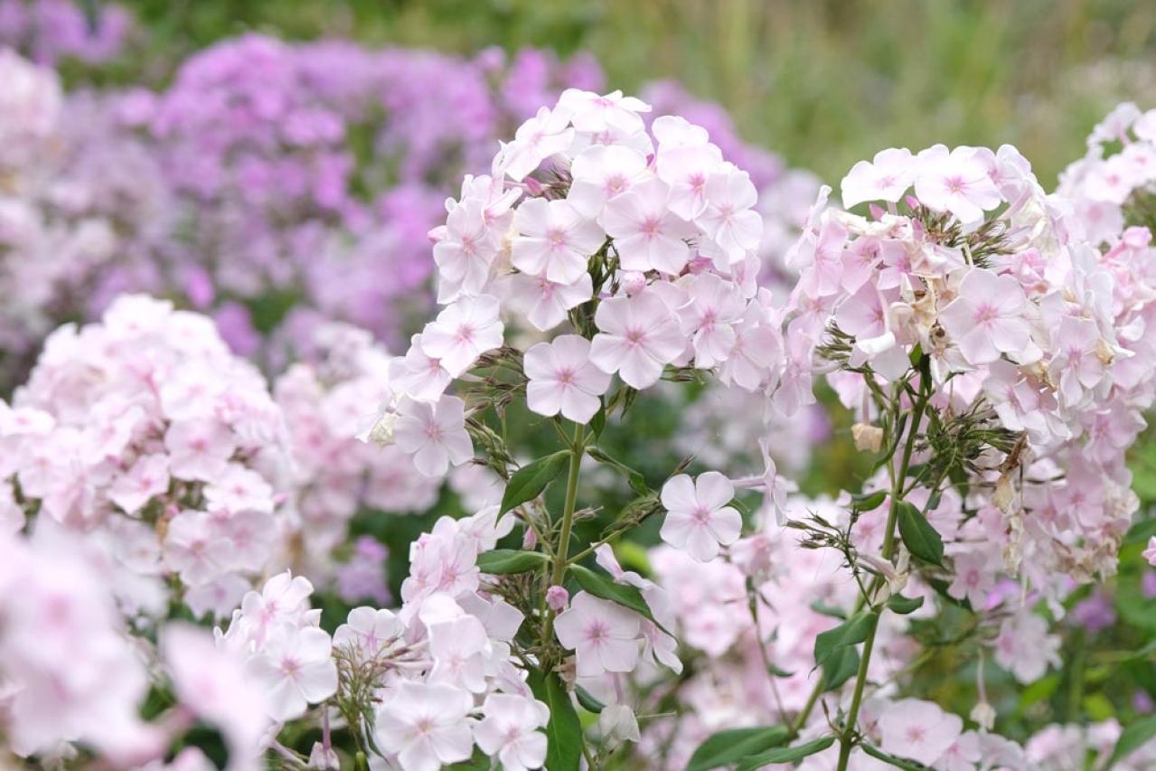 【ガーデニング】夏空に映える大型の宿根草［8選］初心者にもおすすめ！（画像2）
