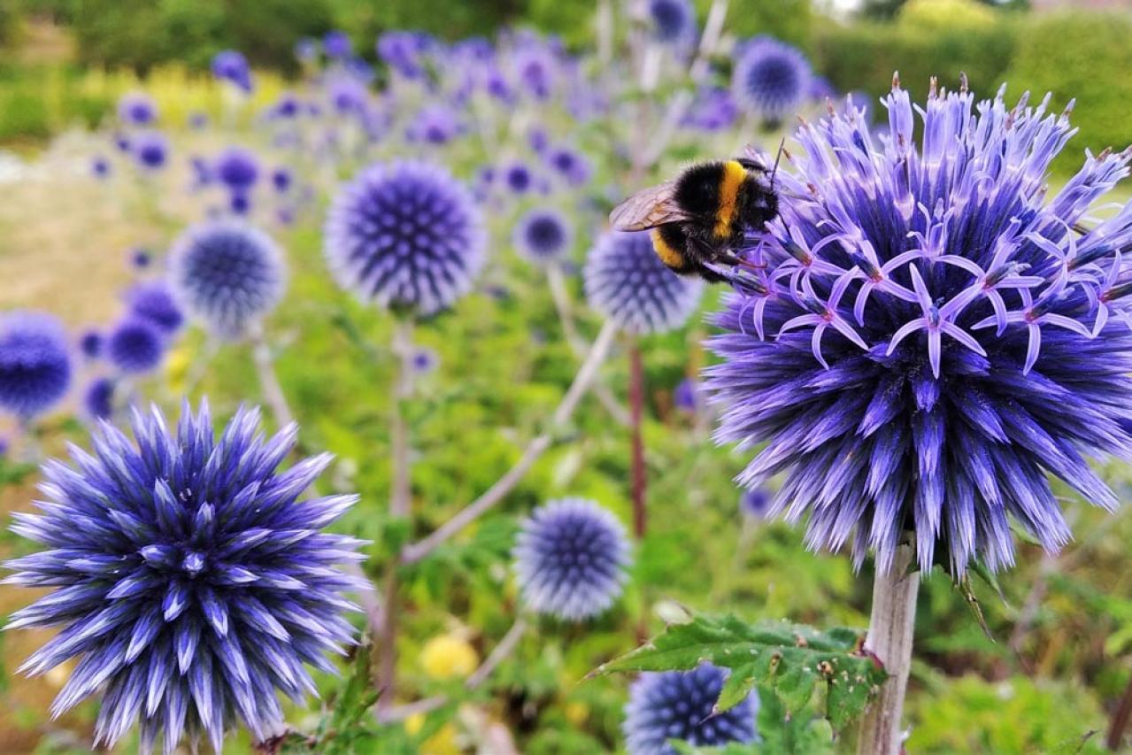 【ガーデニング】夏空に映える大型の宿根草［8選］初心者にもおすすめ！（画像10）