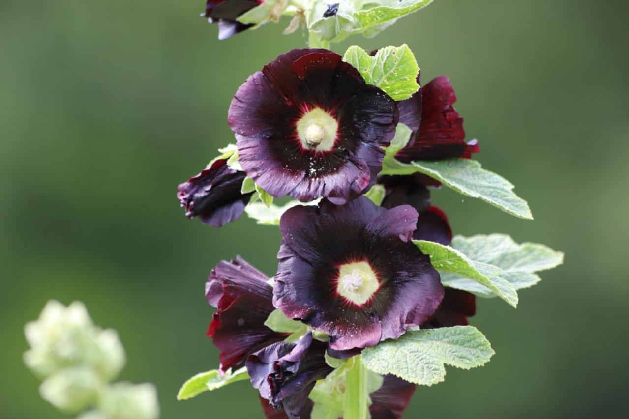 【ガーデニング】夏空に映える大型の宿根草［8選］初心者にもおすすめ！（画像5）