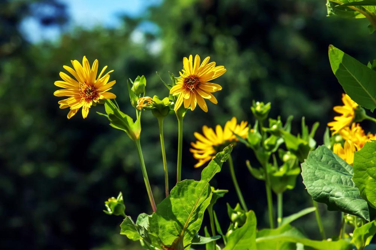 【ガーデニング】夏空に映える大型の宿根草［8選］初心者にもおすすめ！（画像7）