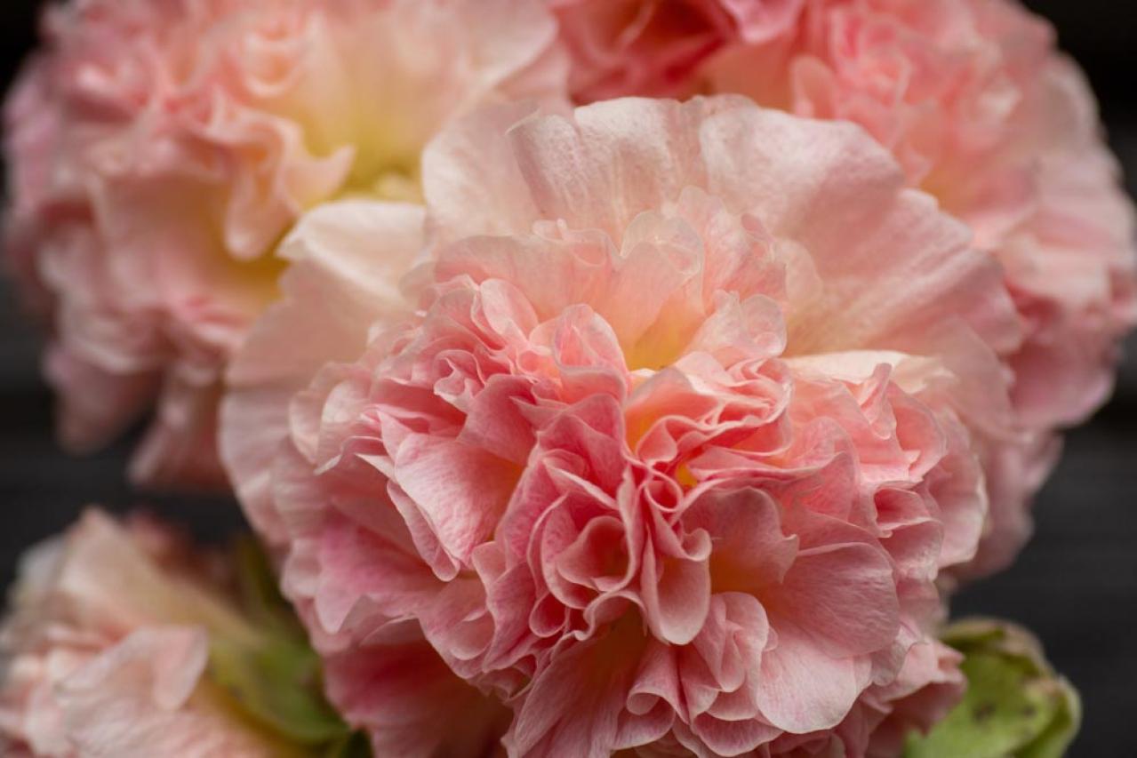 【ガーデニング】夏空に映える大型の宿根草［8選］初心者にもおすすめ！（画像4）