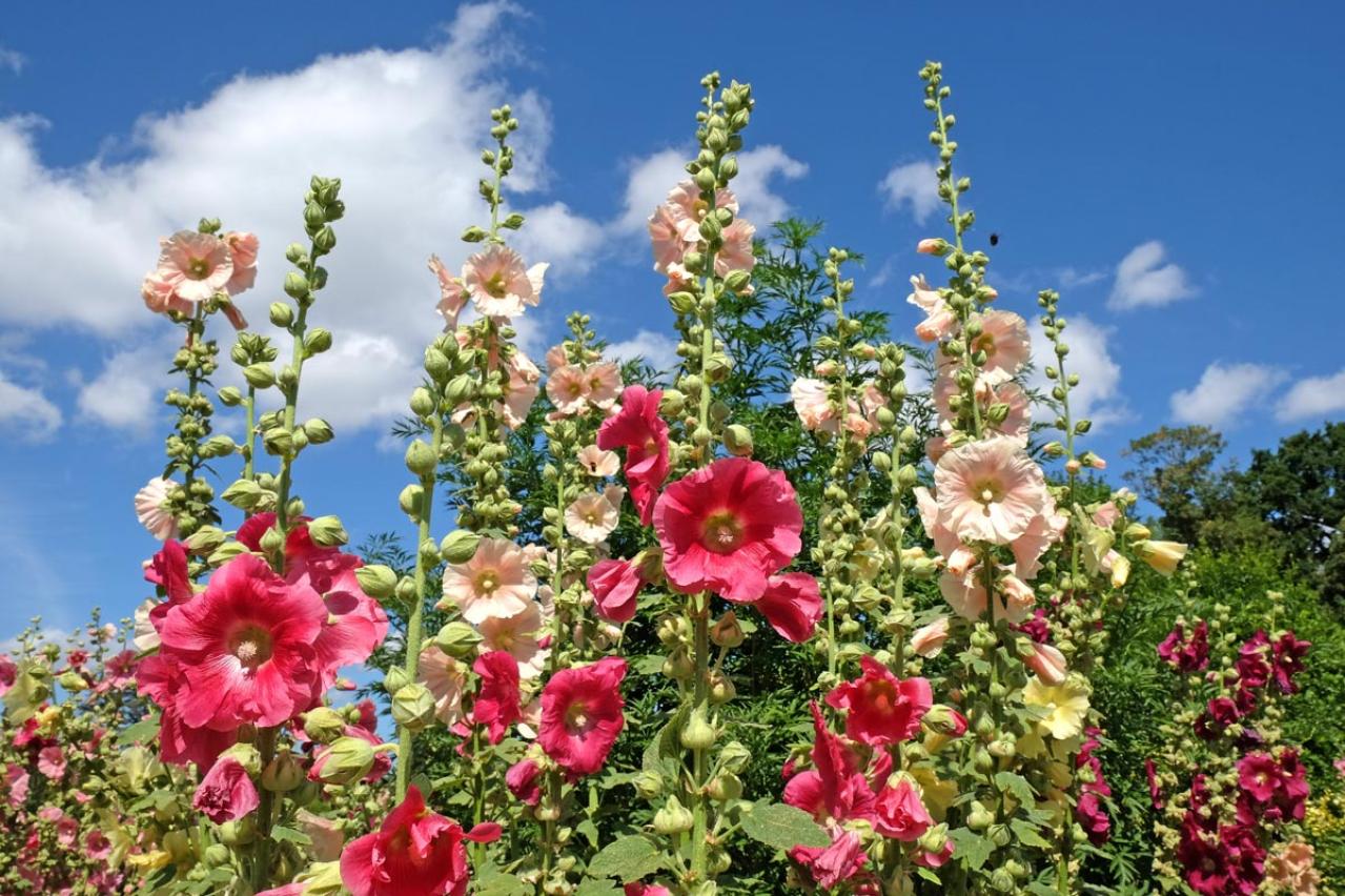 【ガーデニング】夏空に映える大型の宿根草［8選］初心者にもおすすめ！