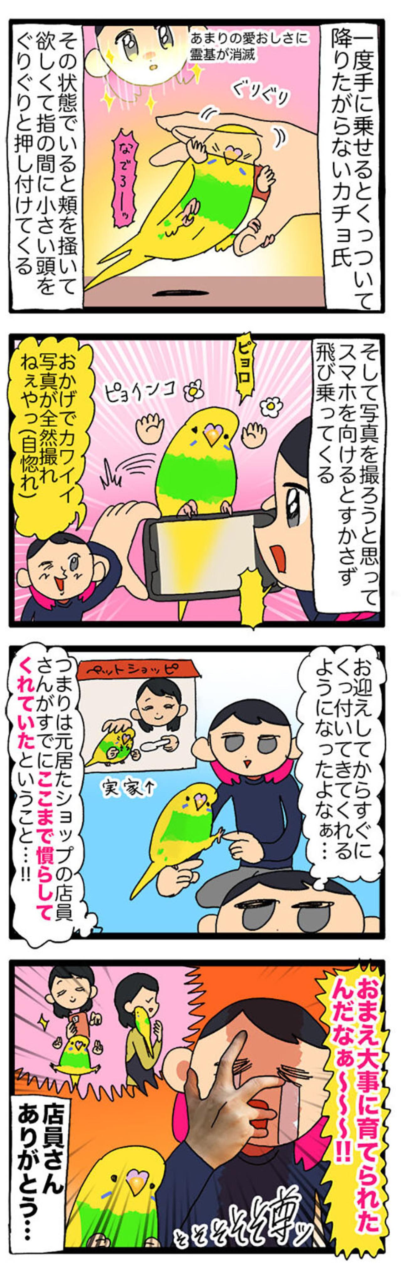 セキセイインコのカチョリエルが甘えん坊すぎる理由に感動！お迎え時からすでに…！？【鳥マンガ＃108】（画像7）