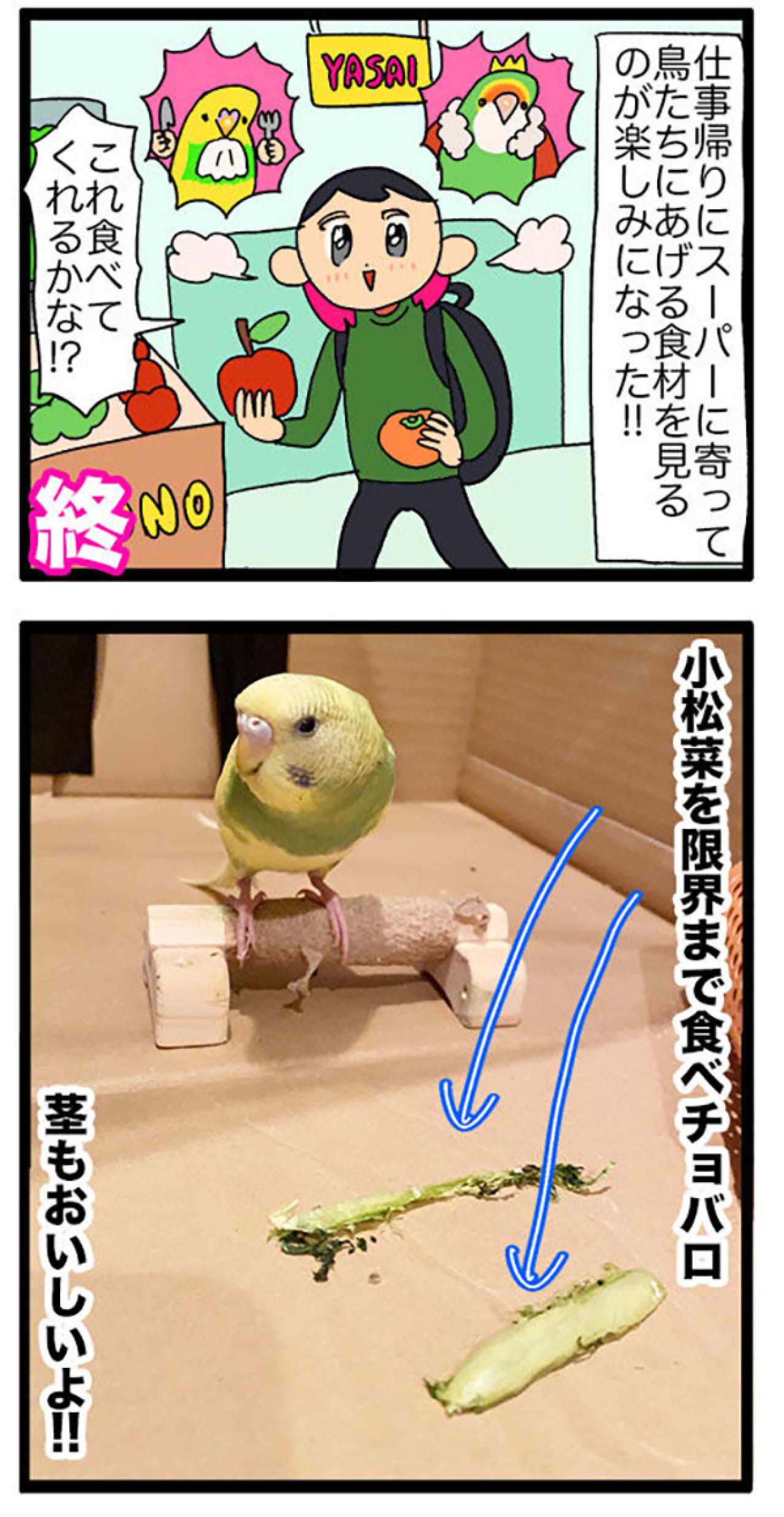 まだ3ヶ月で暴君⁉気の強さが少しずつ見えてきたセキセイインコ【鳥マンガ＃109】（画像5）
