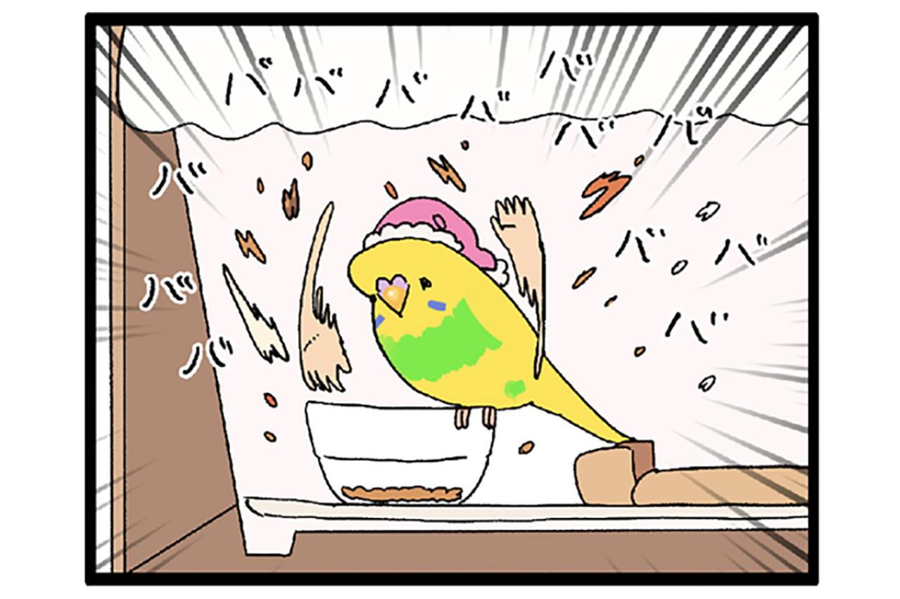 セキセイインコのカチョリエルが甘えん坊すぎる理由に感動！お迎え時からすでに…！？【鳥マンガ＃108】