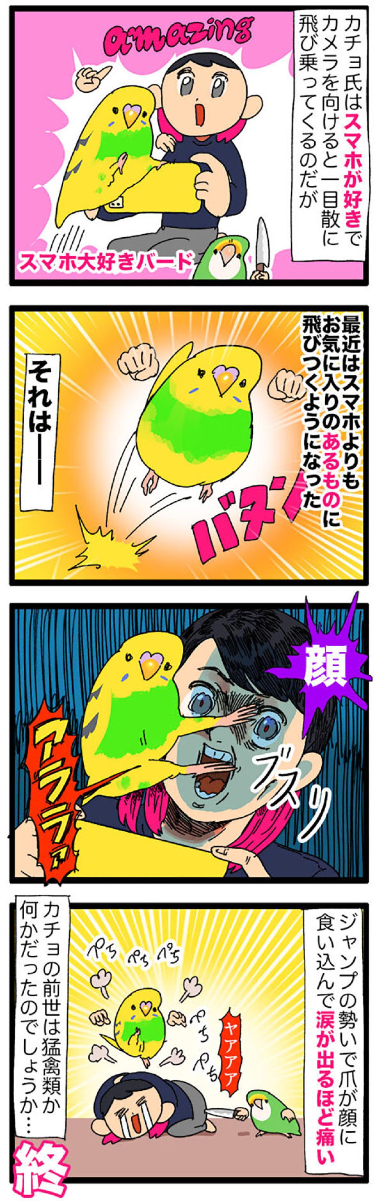 まさかの攻撃！突撃？セキセイインコ・カチョのヒヤリ体験2選【鳥マンガ＃110】（画像5）