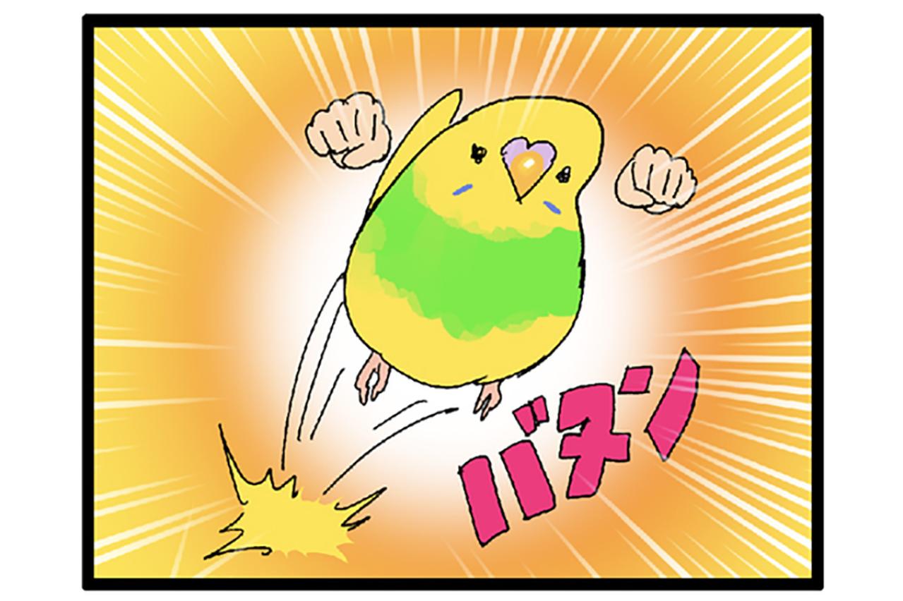 まさかの攻撃！突撃？セキセイインコ・カチョのヒヤリ体験2選【鳥マンガ＃110】
