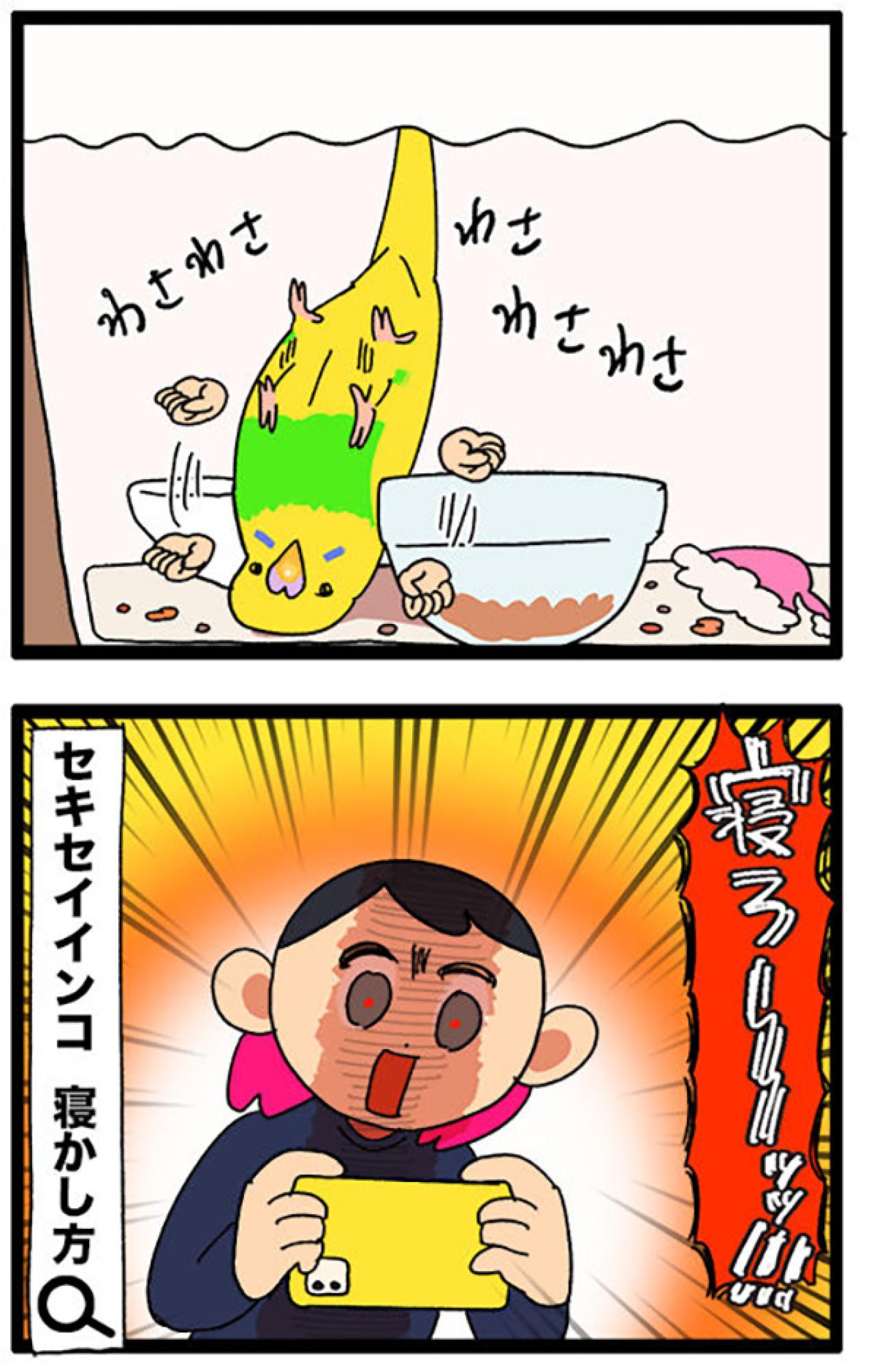 セキセイインコのカチョリエルが甘えん坊すぎる理由に感動！お迎え時からすでに…！？【鳥マンガ＃108】（画像6）