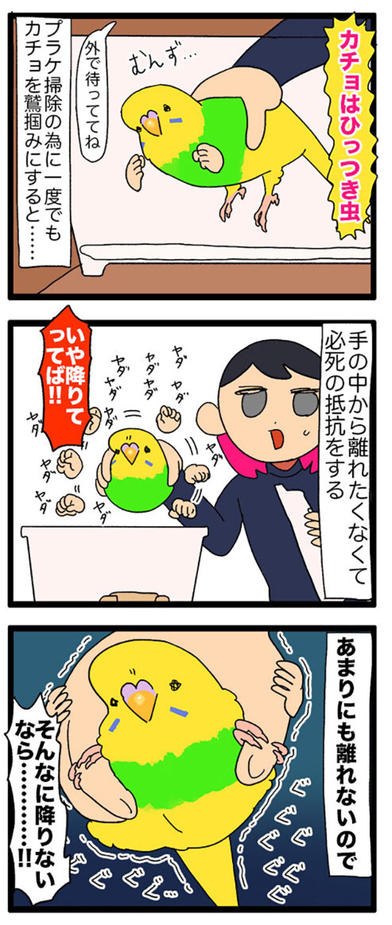 セキセイインコ・カチョリエルの夜更かし＆セクシーな開脚観察日記【鳥マンガ＃107】（画像6）