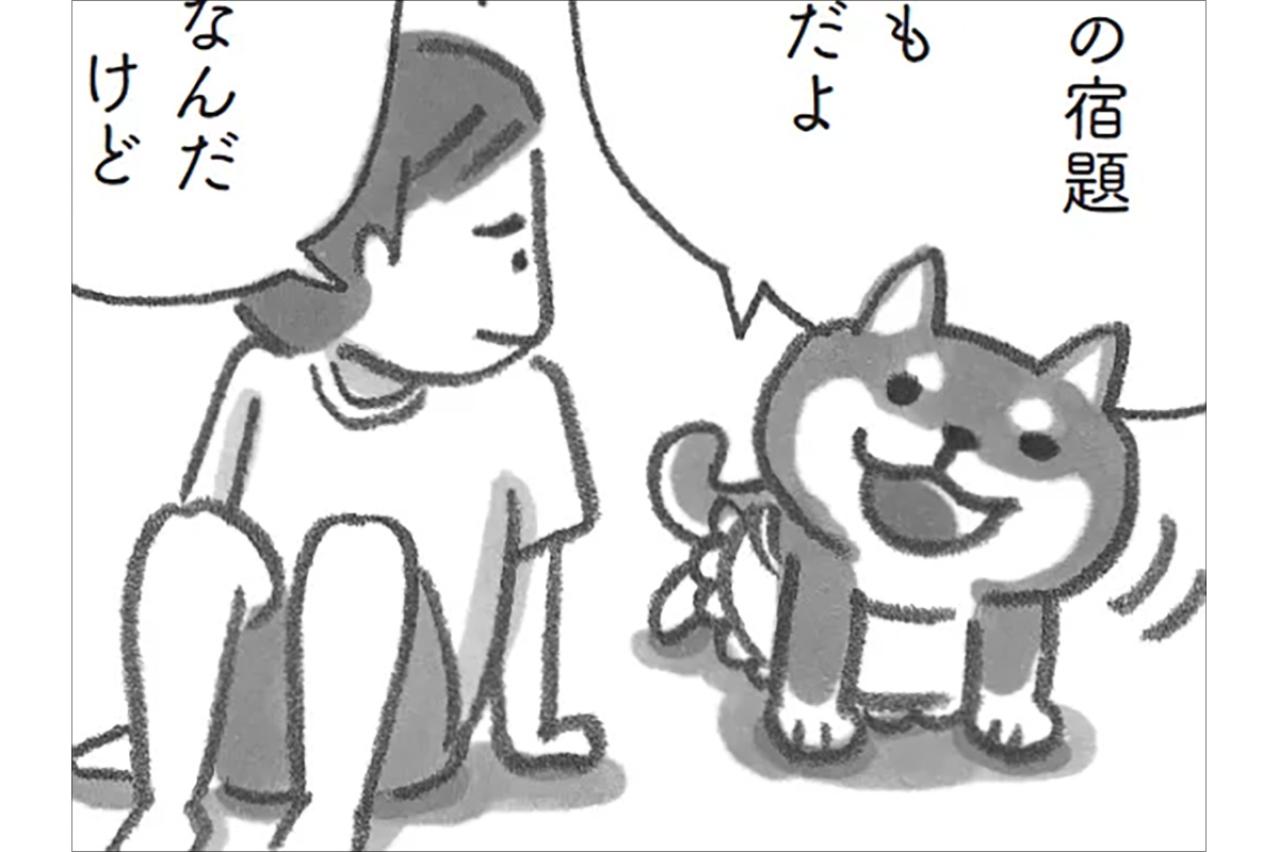 柴犬が心を包み込む…小学生の草太が見つけた安心【柴犬食堂 #12】