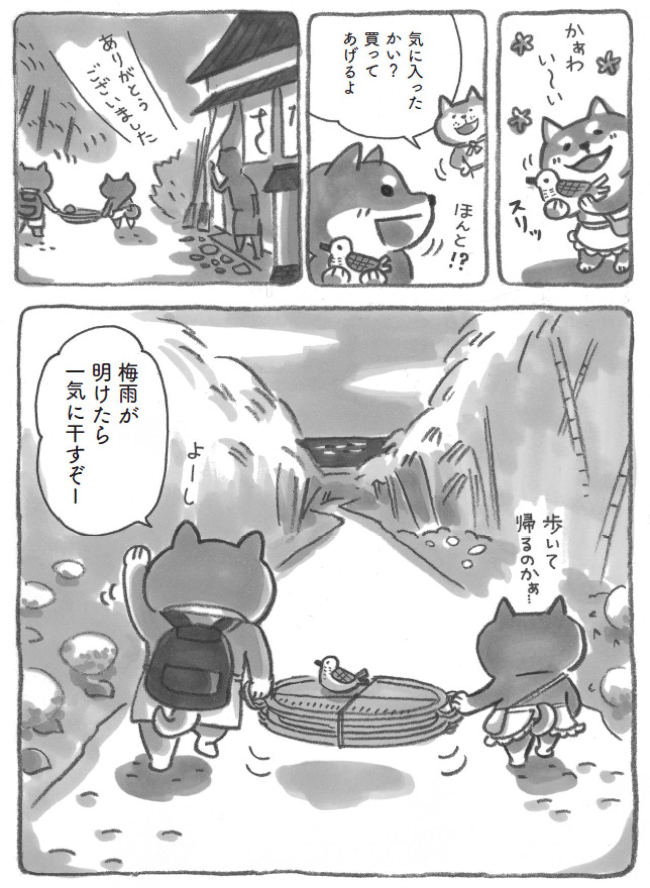 柴犬は毎年20キロの梅を漬けている！？梅雨明けが待ち遠しいある日【柴犬食堂 #8】（画像5）
