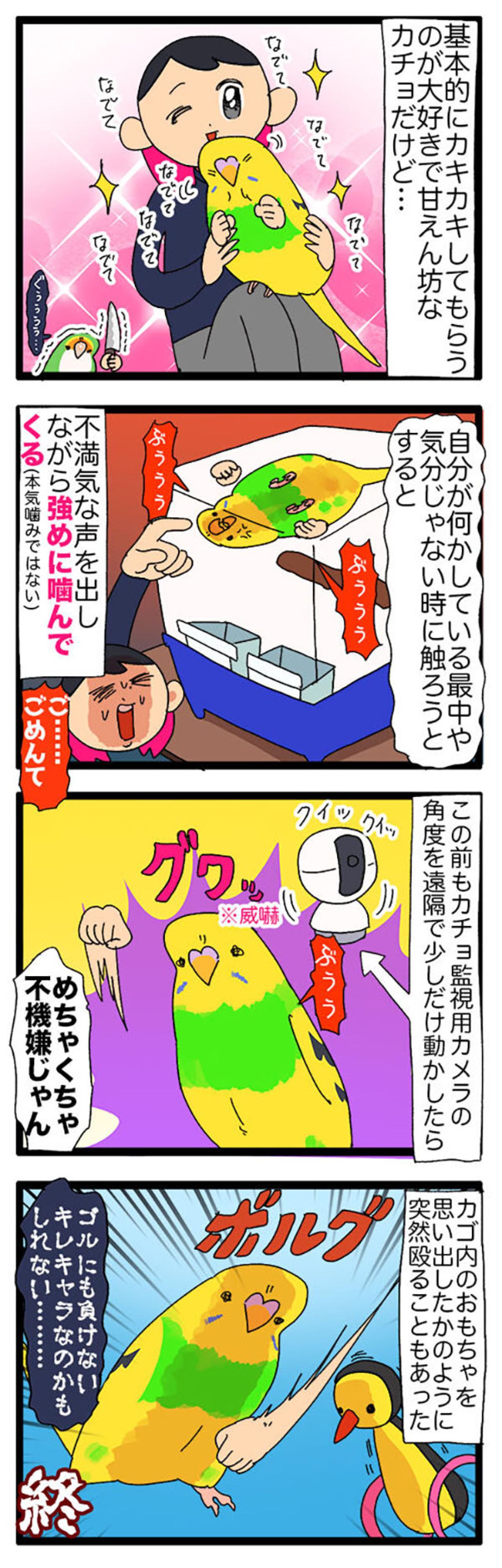 まだ3ヶ月で暴君⁉気の強さが少しずつ見えてきたセキセイインコ【鳥マンガ＃109】（画像6）