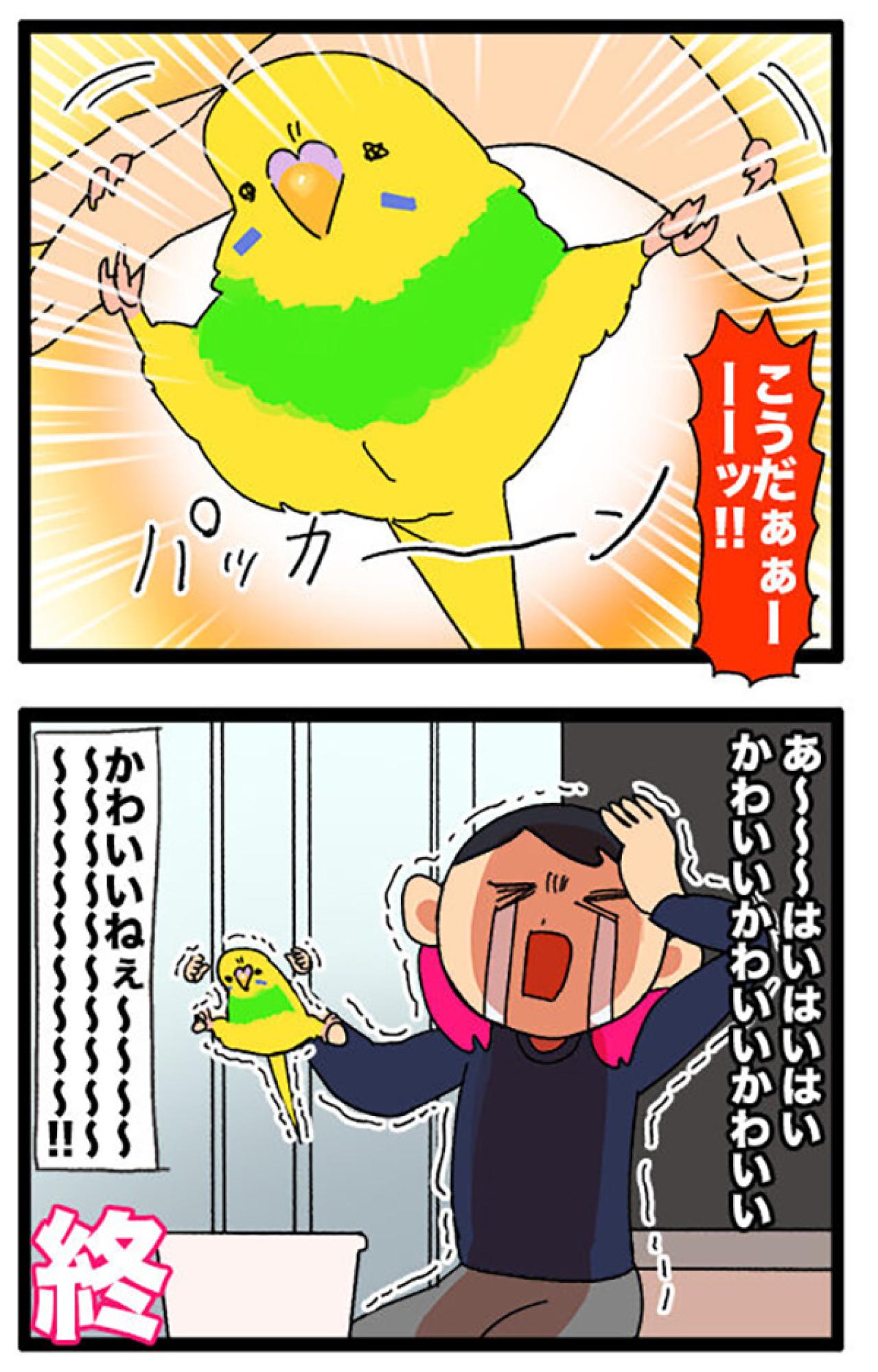 セキセイインコ・カチョリエルの夜更かし＆セクシーな開脚観察日記【鳥マンガ＃107】（画像7）