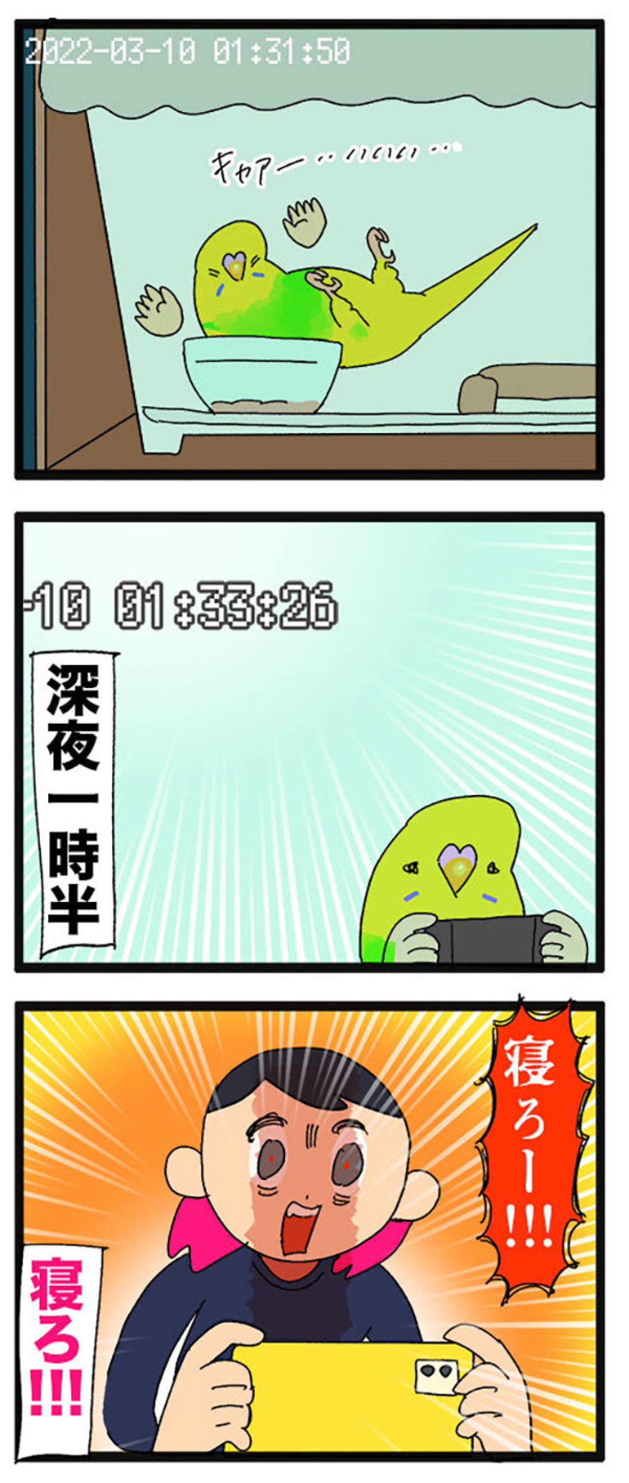 セキセイインコ・カチョリエルの夜更かし＆セクシーな開脚観察日記【鳥マンガ＃107】（画像5）