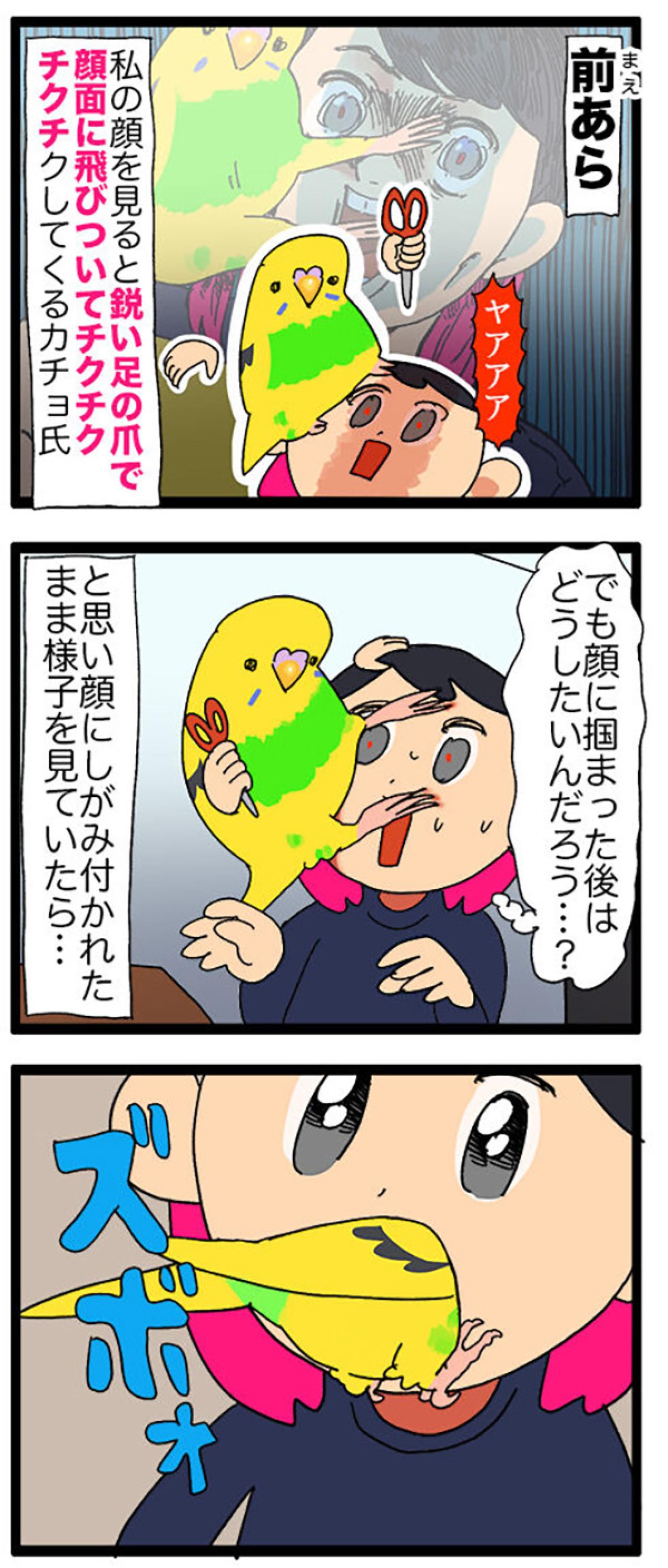 まさかの攻撃！突撃？セキセイインコ・カチョのヒヤリ体験2選【鳥マンガ＃110】（画像6）