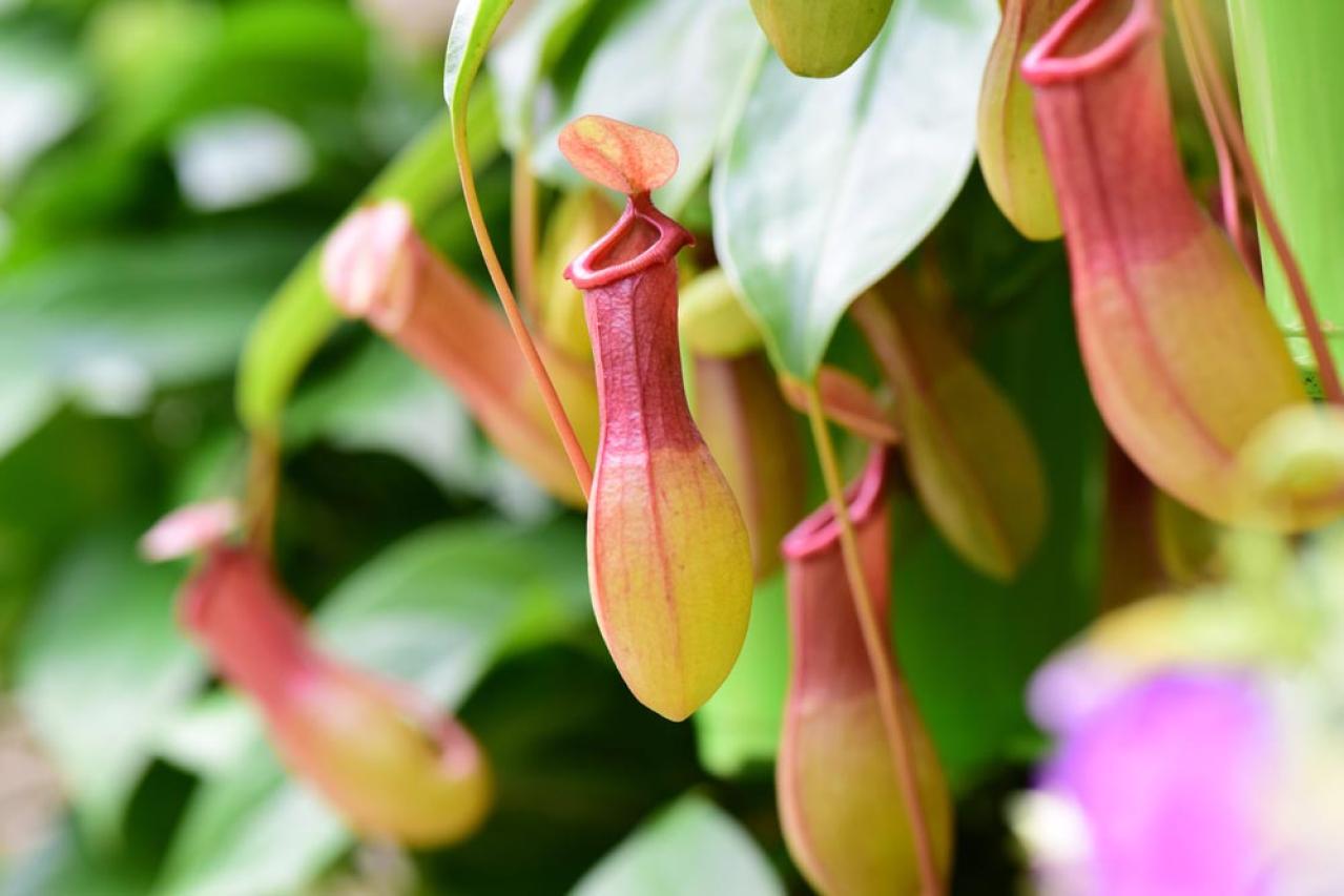 【ガーデニング】初心者でも育てやすい食虫植物［8選］かわいくてかっこいい！（画像2）