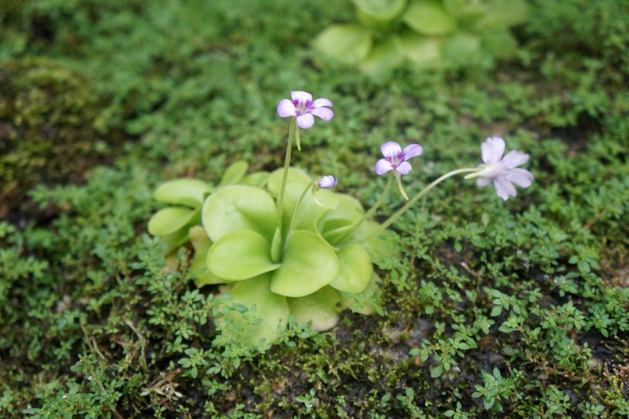 【ガーデニング】初心者でも育てやすい食虫植物［8選］かわいくてかっこいい！（画像4）