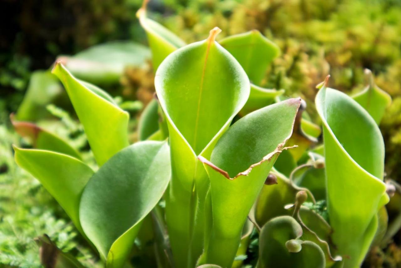 【ガーデニング】初心者でも育てやすい食虫植物［8選］かわいくてかっこいい！（画像13）