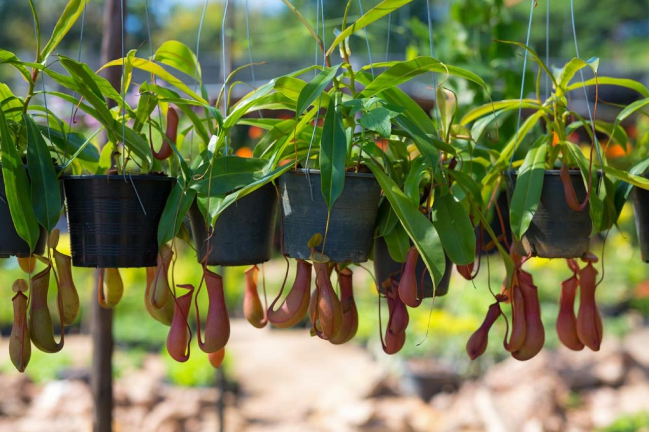 【ガーデニング】初心者でも育てやすい食虫植物［8選］かわいくてかっこいい！（画像15）