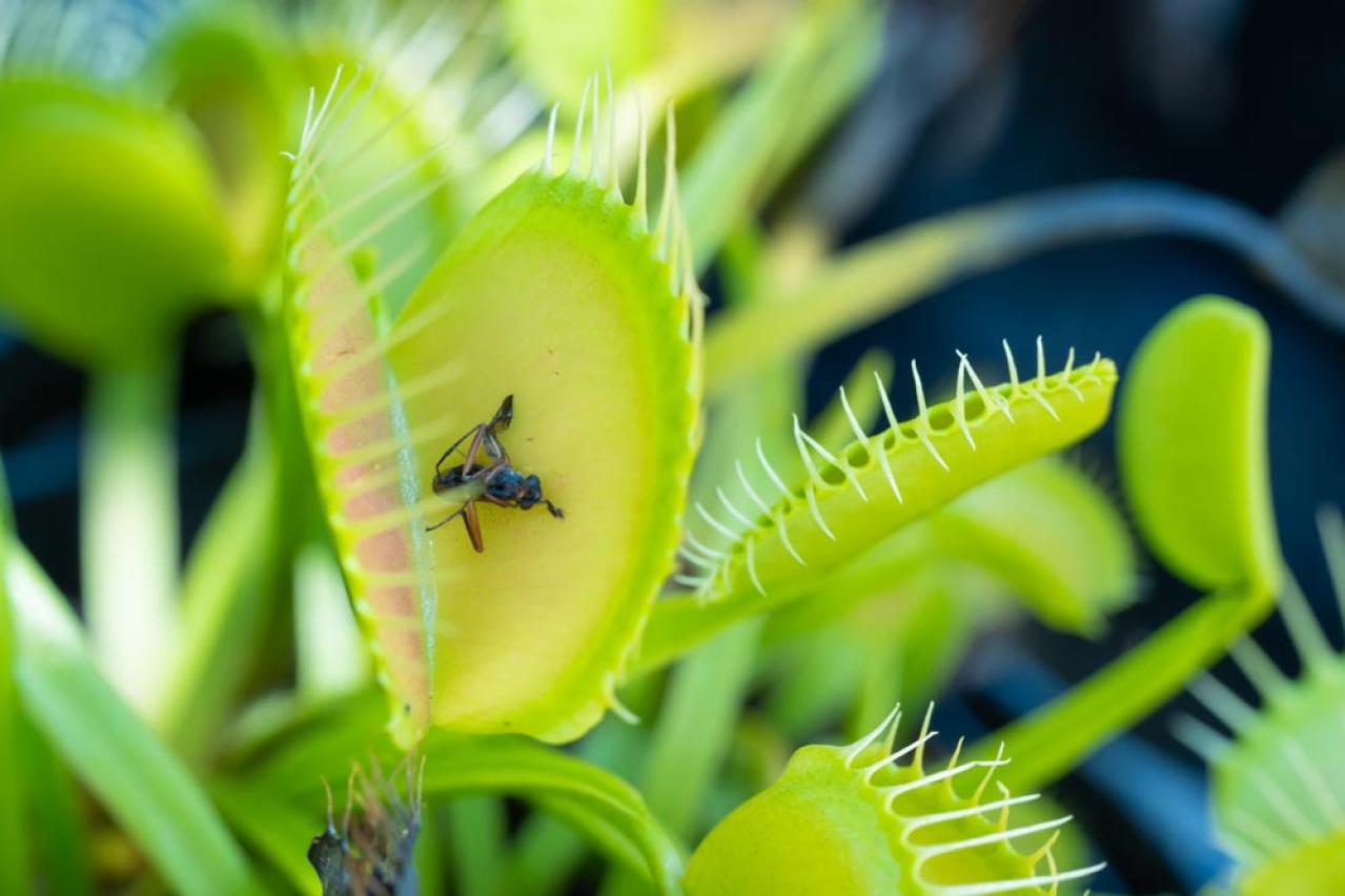 【ガーデニング】初心者でも育てやすい食虫植物［8選］かわいくてかっこいい！（画像6）