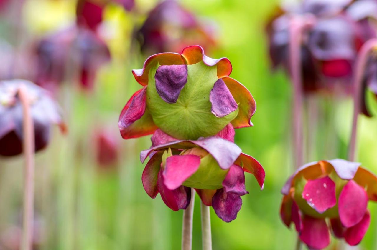 【ガーデニング】初心者でも育てやすい食虫植物［8選］かわいくてかっこいい！（画像12）