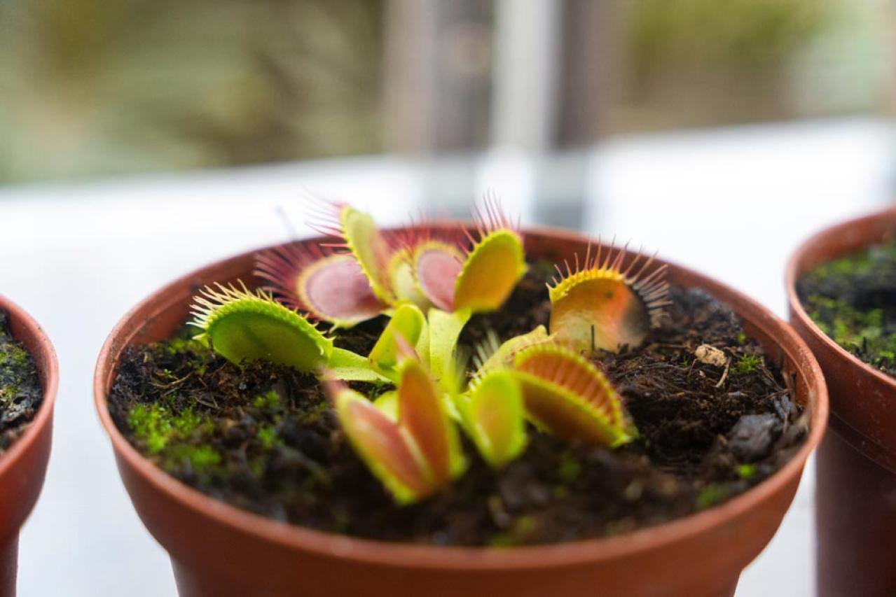 【ガーデニング】初心者でも育てやすい食虫植物［8選］かわいくてかっこいい！（画像5）