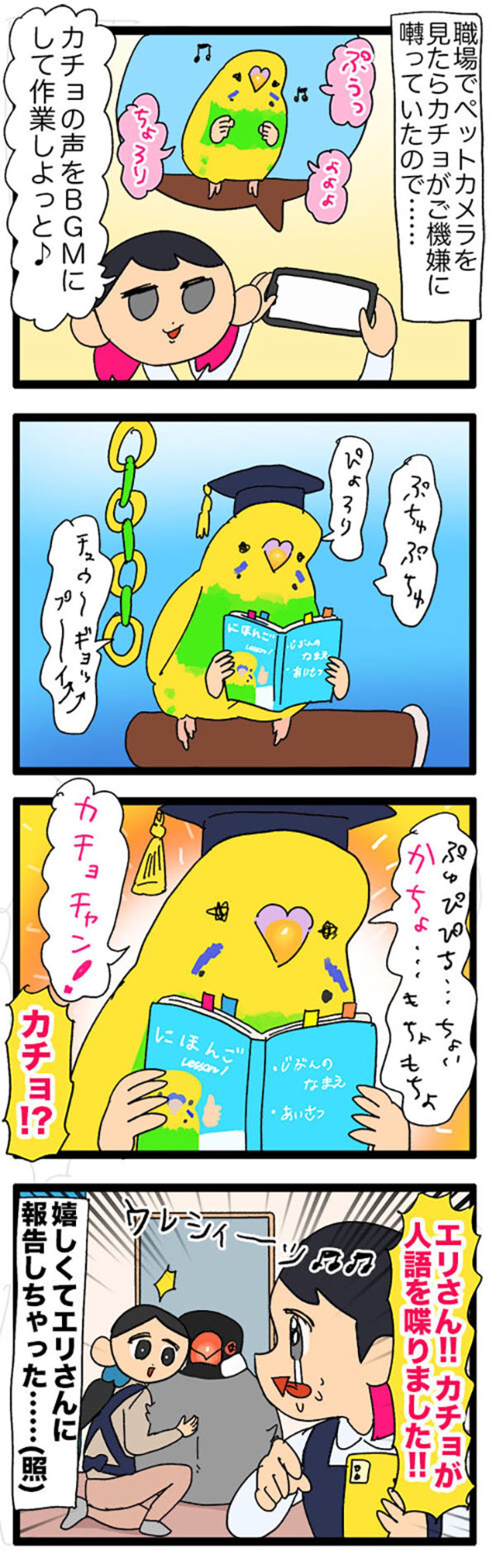 ペットカメラ越しに悶絶！インコのかわいさと初めての人語に感動【鳥マンガ＃116】（画像5）