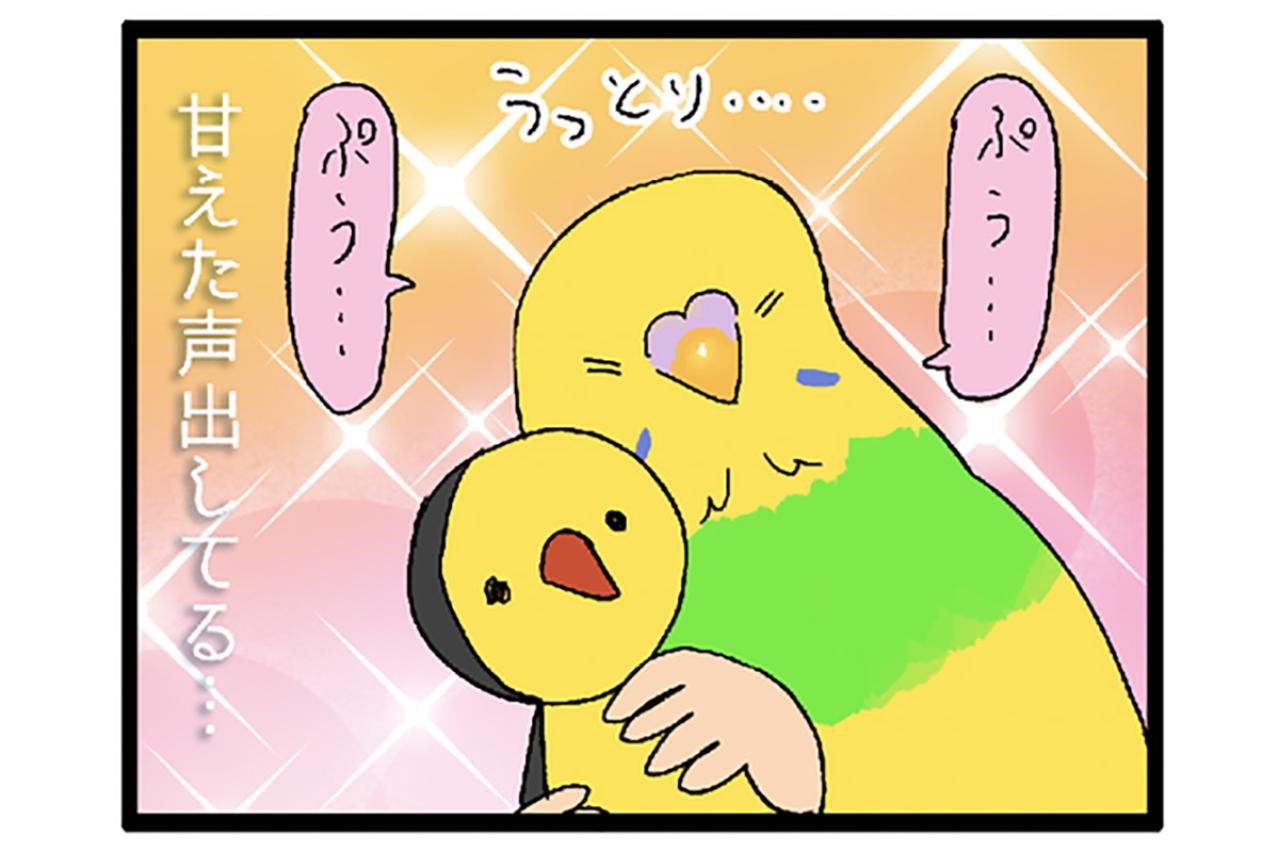 甘えん坊インコの「ぷぅ…」に撃沈！かわいさで心を奪われる日常【鳥マンガ＃113】