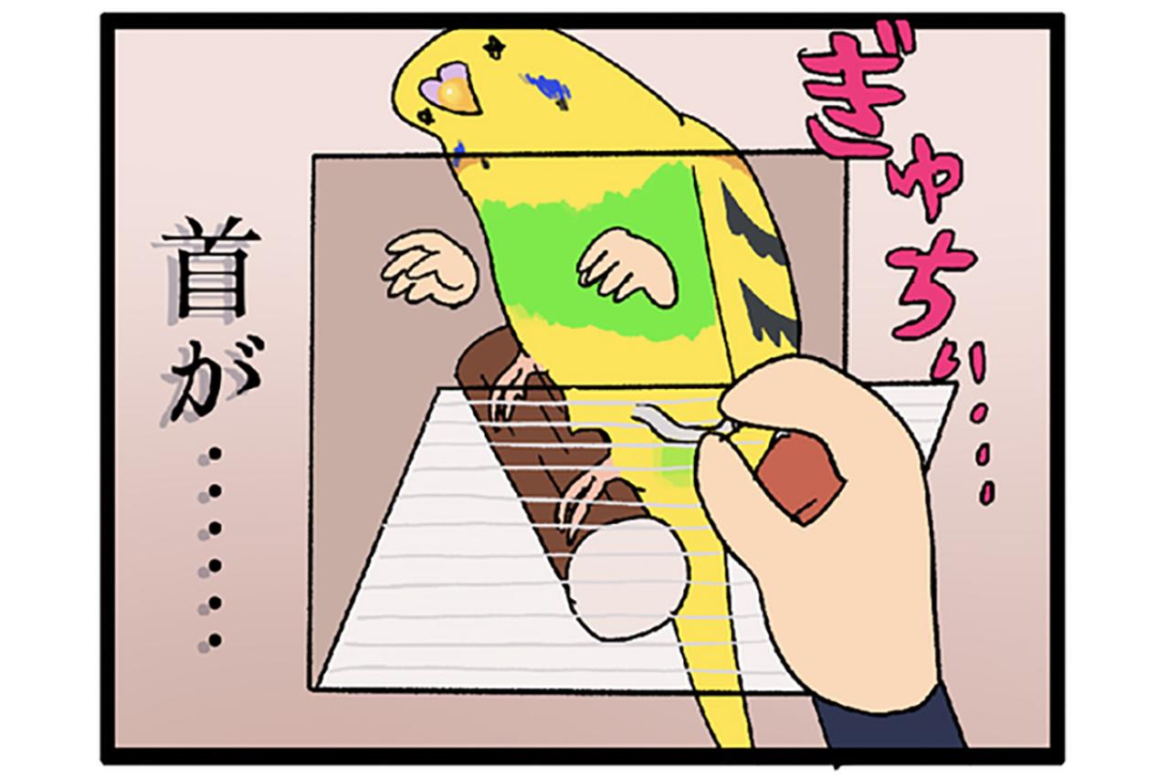 「止まり木の位置に注意！」から始まったセキセイインコのお引越しと水浴びデビュー【鳥マンガ＃118】