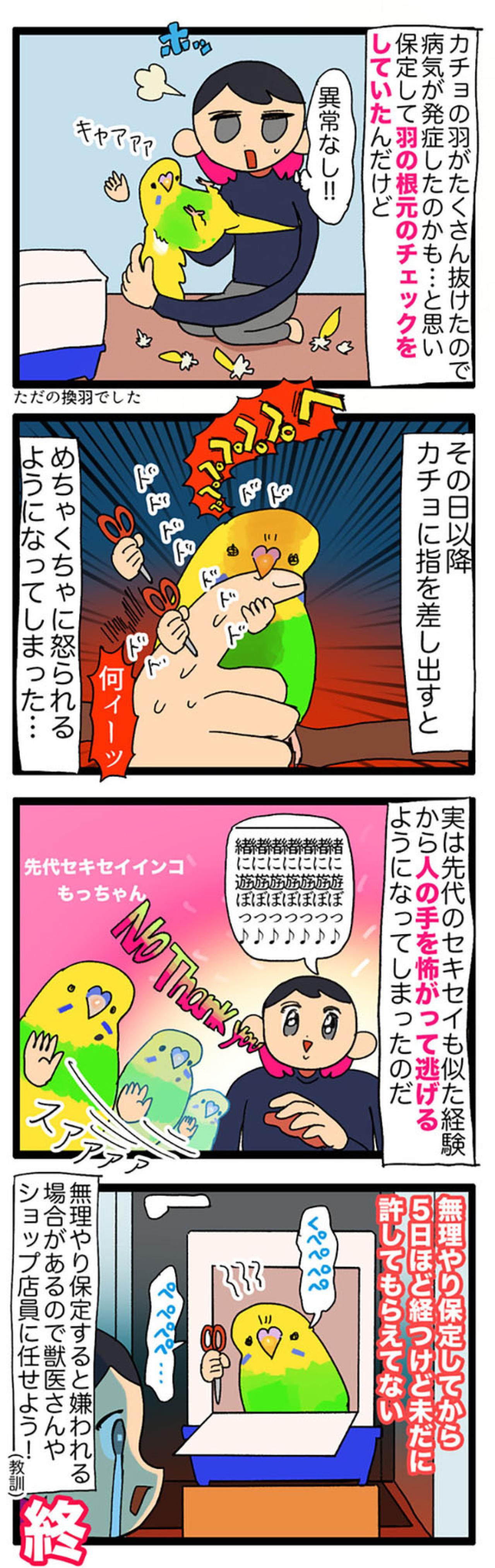 換羽チェックでインコに嫌われた!? それでも甘やかす飼い主の愛情物語【鳥マンガ＃112】（画像5）