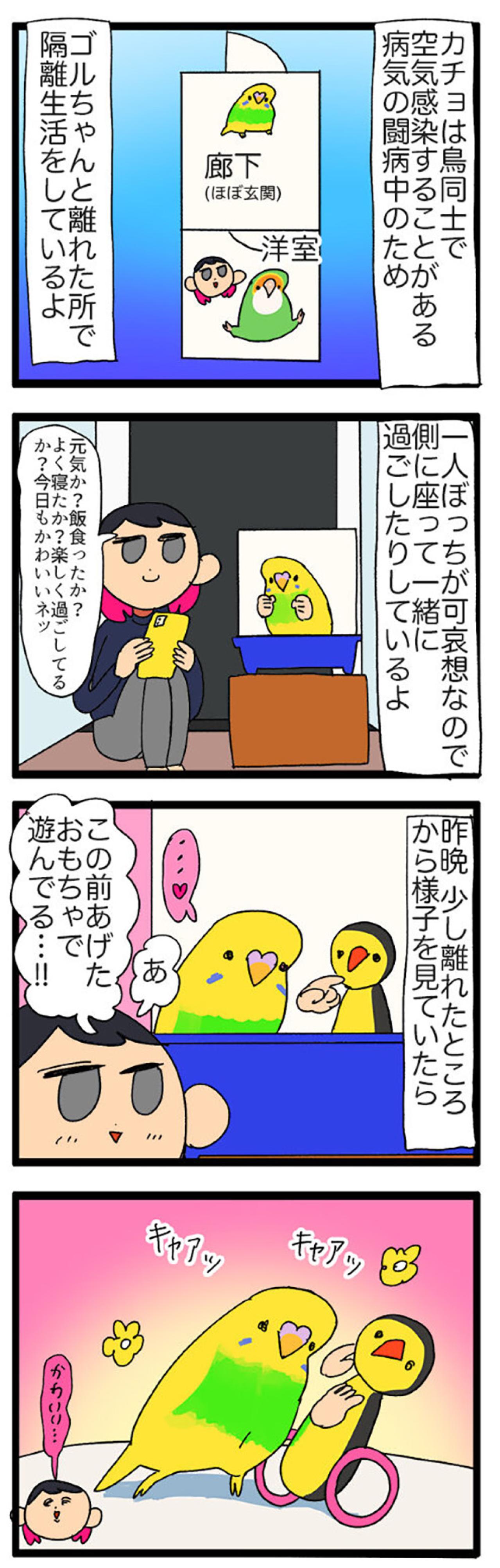 インコが一人遊びで見せた仕草に飼い主悶絶！「かわいい」の大連発【鳥マンガ＃111】（画像4）