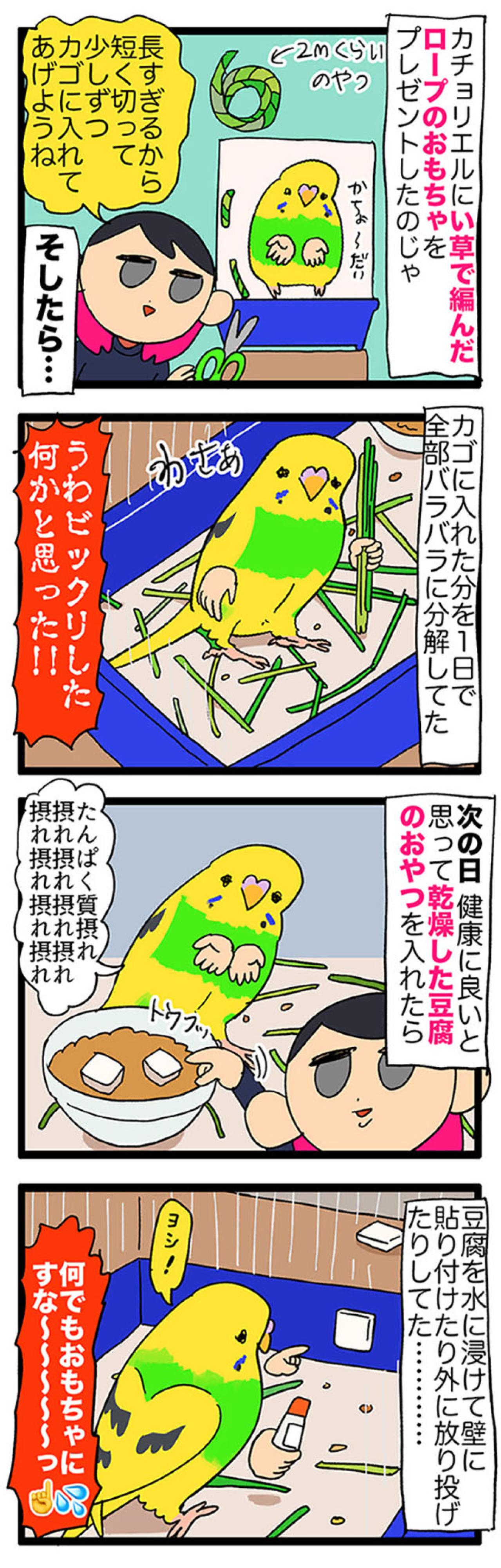 セキセイインコの寝起きルーティンと、何でも遊びに変える天才っぷり【鳥マンガ＃117】（画像5）