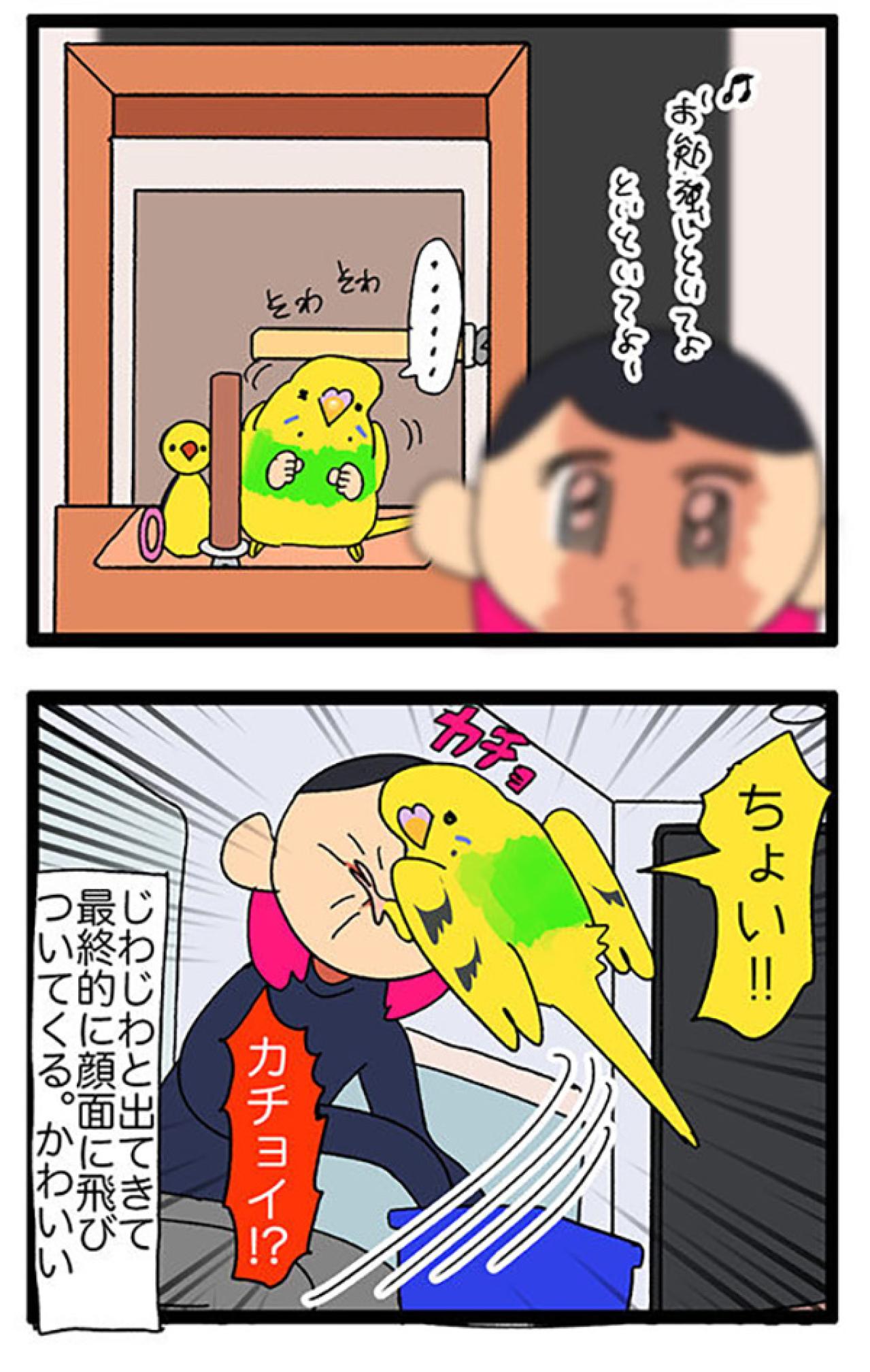 先代インコの思い出と重なる瞬間！インコのかわいすぎる甘え行動にほっこり【鳥マンガ＃115】（画像7）