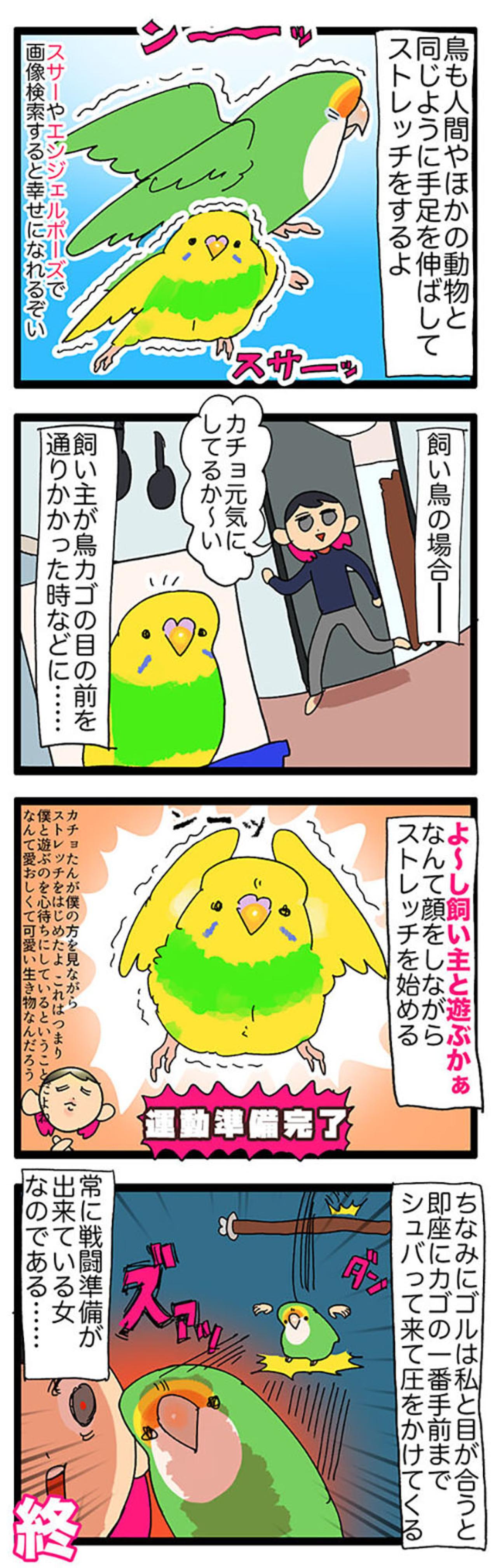 甘えん坊インコの「ぷぅ…」に撃沈！かわいさで心を奪われる日常【鳥マンガ＃113】（画像4）