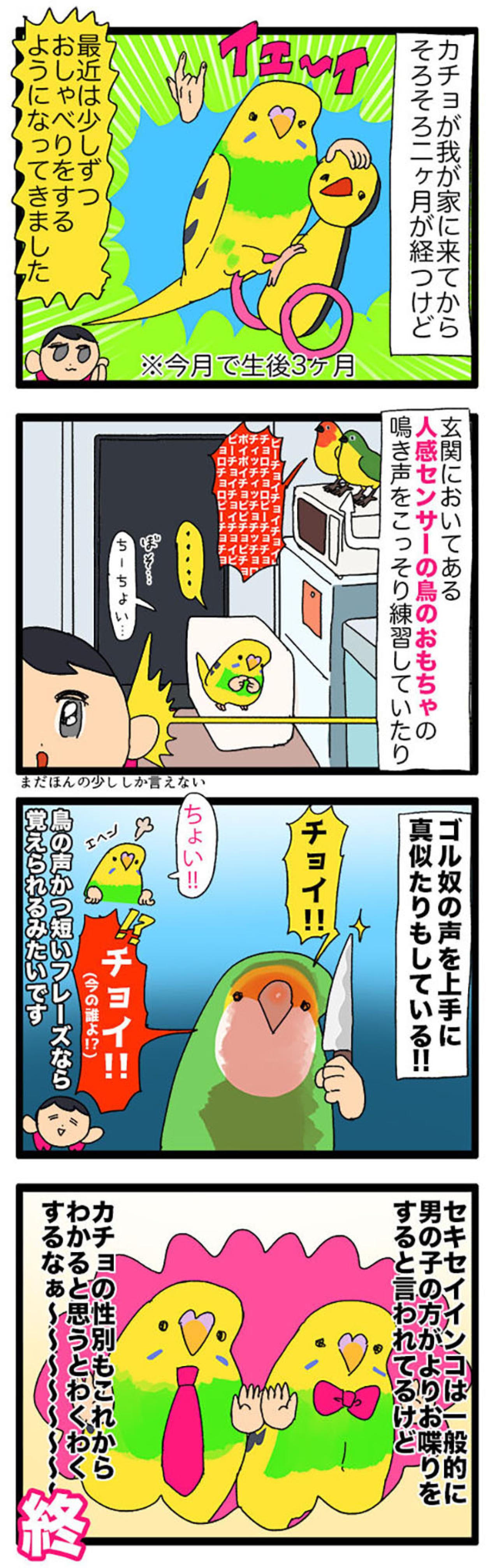 インコが一人遊びで見せた仕草に飼い主悶絶！「かわいい」の大連発【鳥マンガ＃111】（画像6）