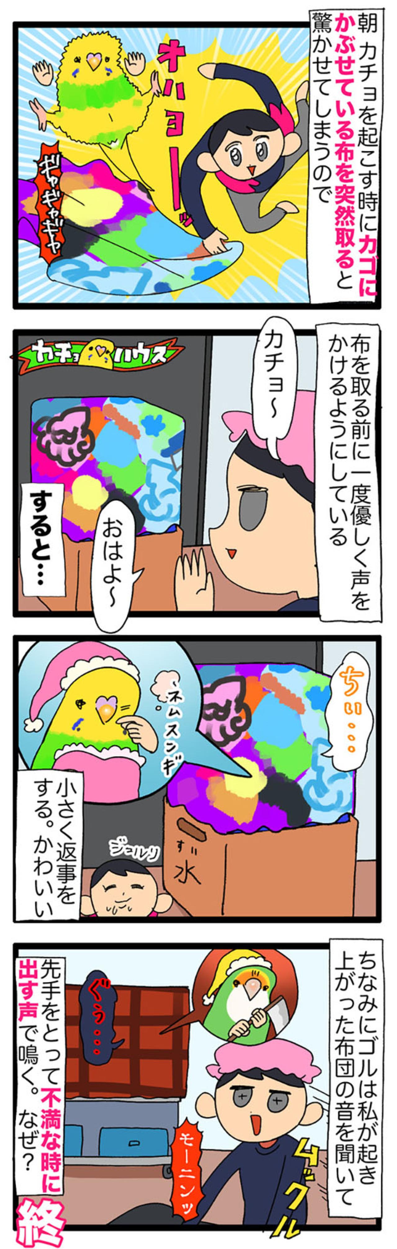 セキセイインコの寝起きルーティンと、何でも遊びに変える天才っぷり【鳥マンガ＃117】（画像4）